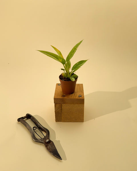 philodendron ring of fire cutting 2" Philodendron 'Ring of Fire'