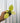 A hand holding a small potted Philodendron 'Warscewiczii Aurea' plant with yellow-green leaves against a metal background.