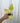 2" Philodendron 'Warscewiczii Aurea'