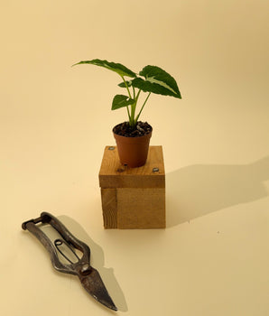 2" Syngonium 'Wendlandii'