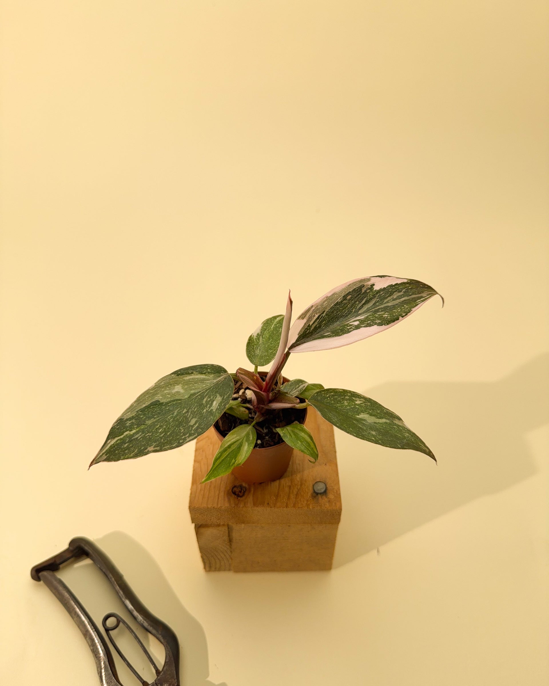 philodendron andersons red 2" Philodendron Red Anderson 'Pink Knight' – BWH Plant Co