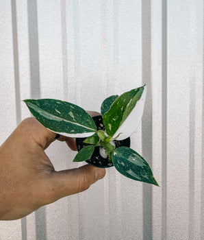 2" Philodendron 'White Princess'