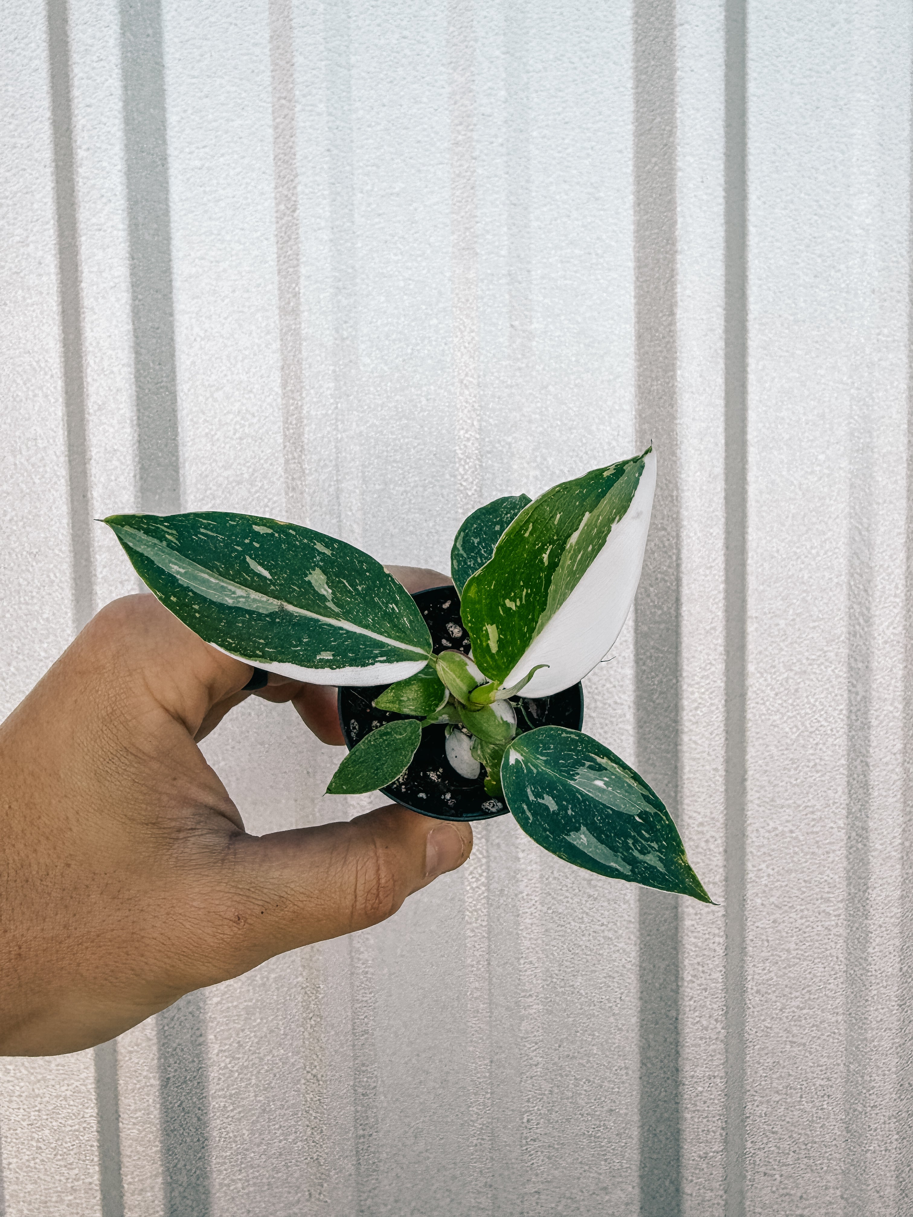 white variegated philodendron 2" Philodendron 'White Princess'