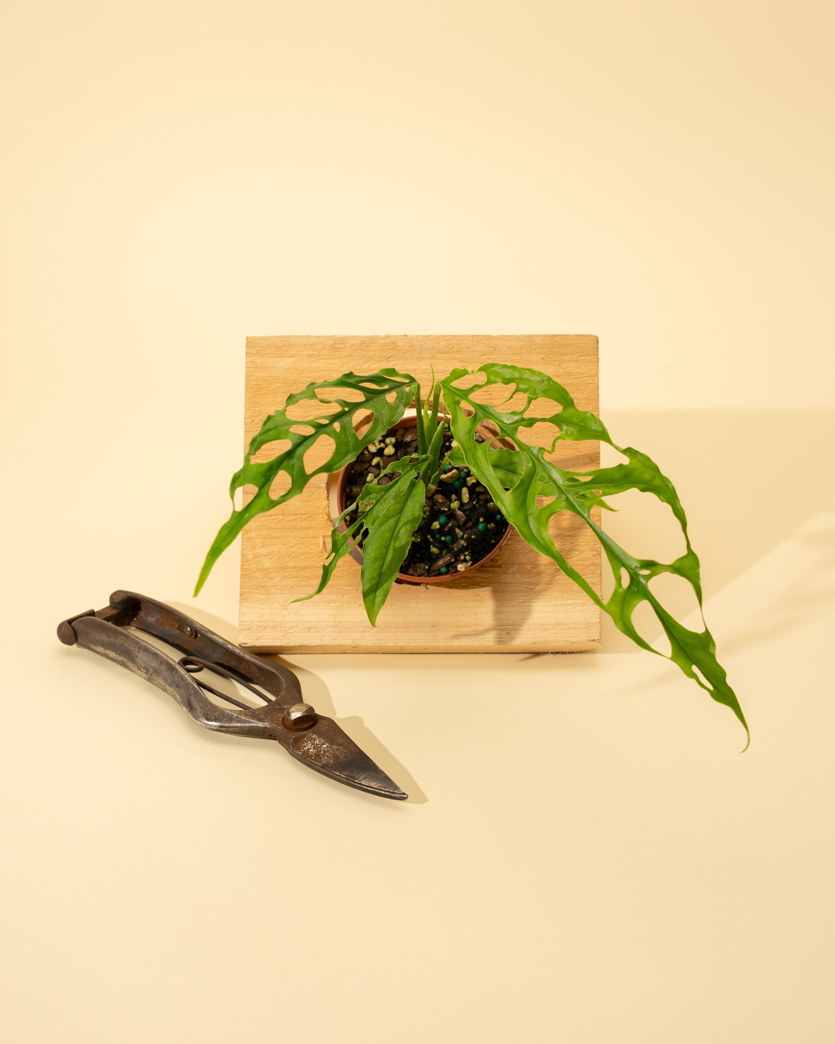 monstera oblique 3" Monstera 'Obliqua' (Peruvian Form) – BWH Plant Co