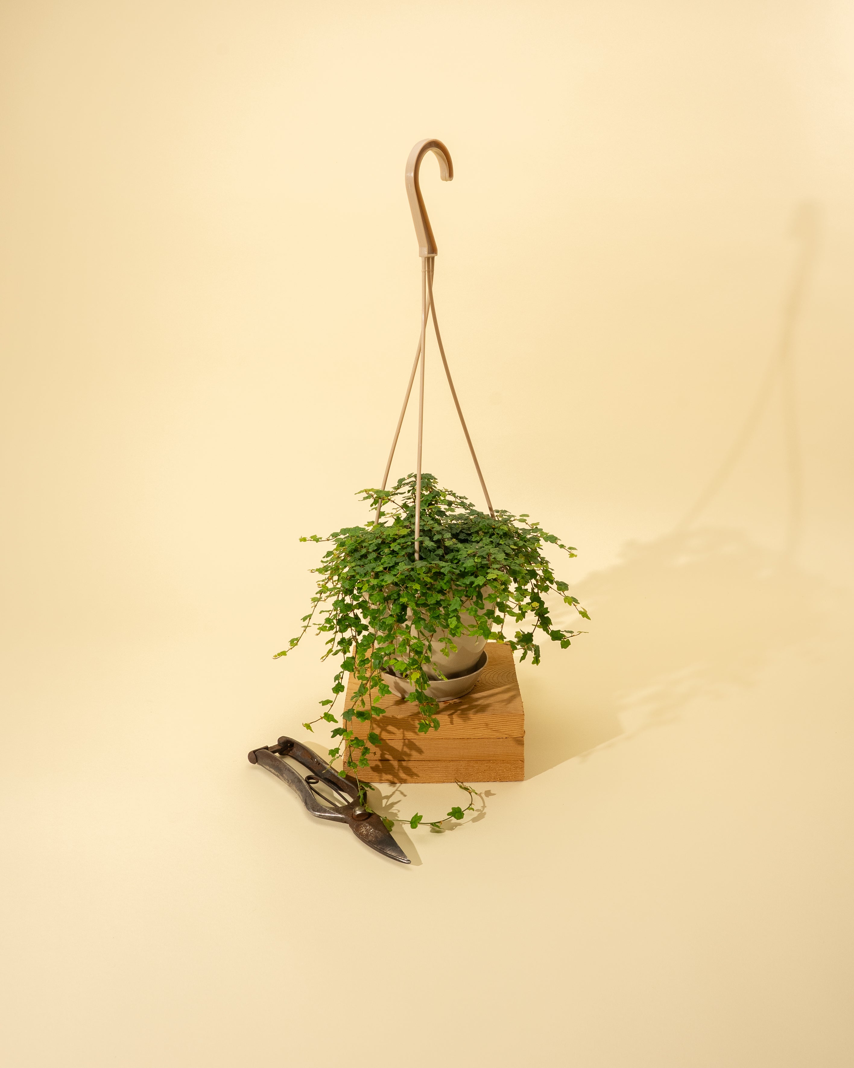 trailing ficus pumila hanging plant 4.5" Ficus Pumila Quercifolia 'String of Frogs' (Hanging Basket)