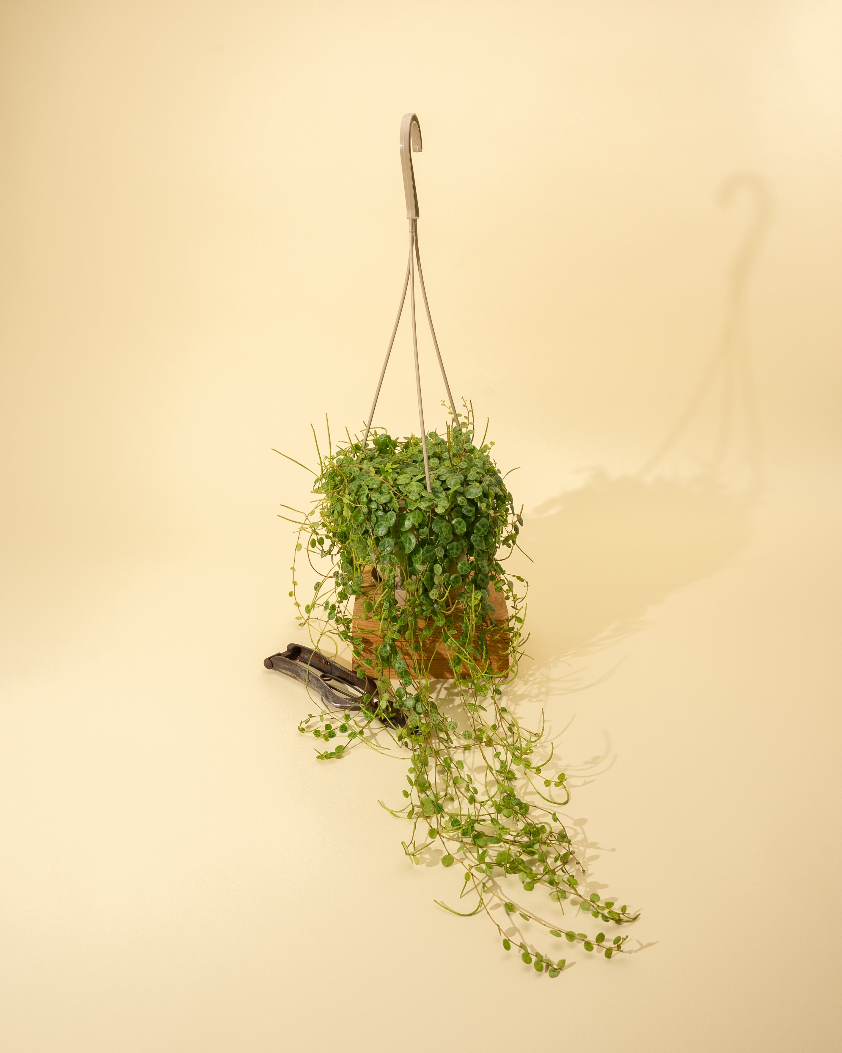 string for hanging plants 4.5" Peperomia Prostrata 'String of Turtles' (Hanging Basket) – BWH Plant Co