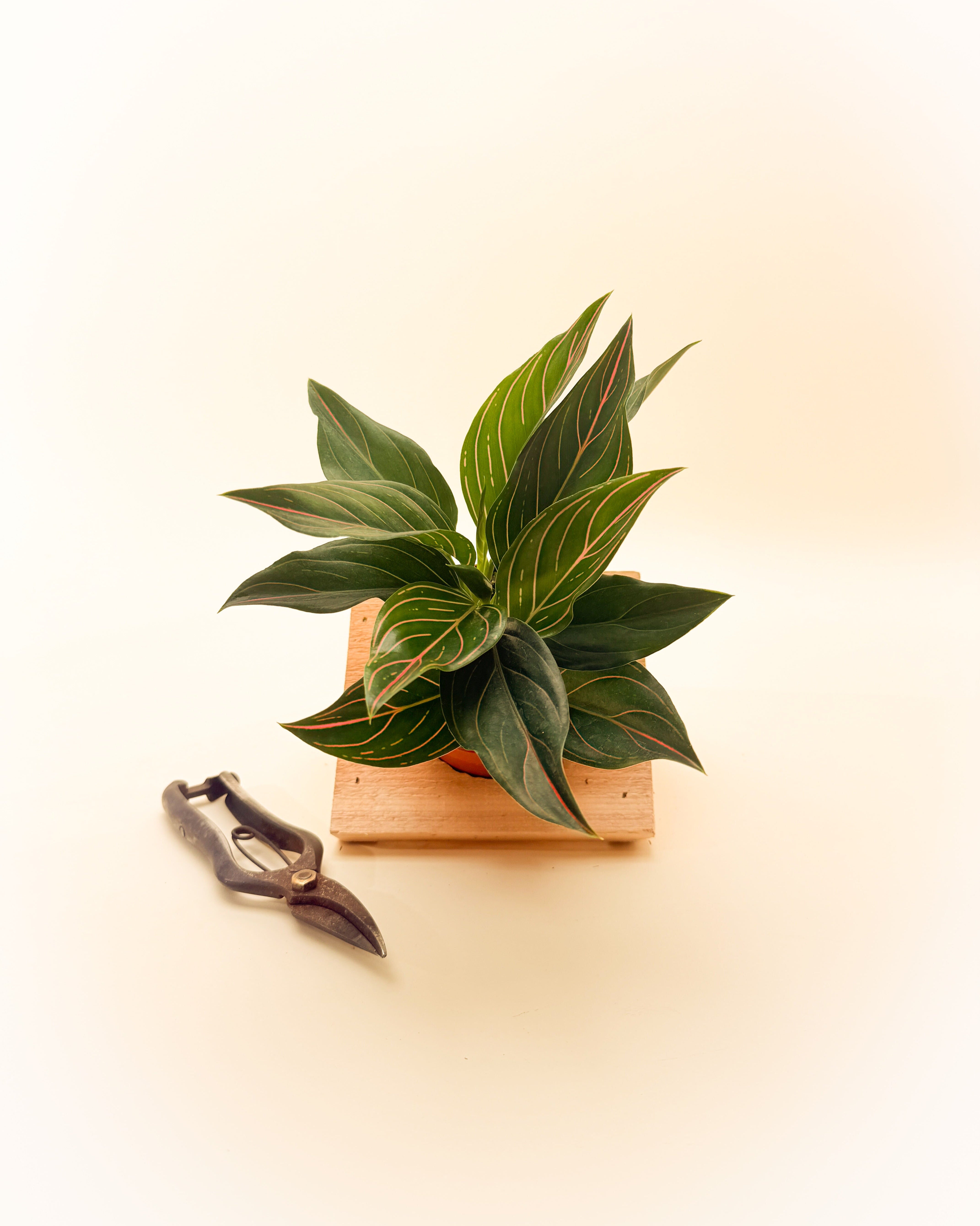 aglaonema leaf vein 4" Aglaonema 'Red Vein' – BWH Plant Co