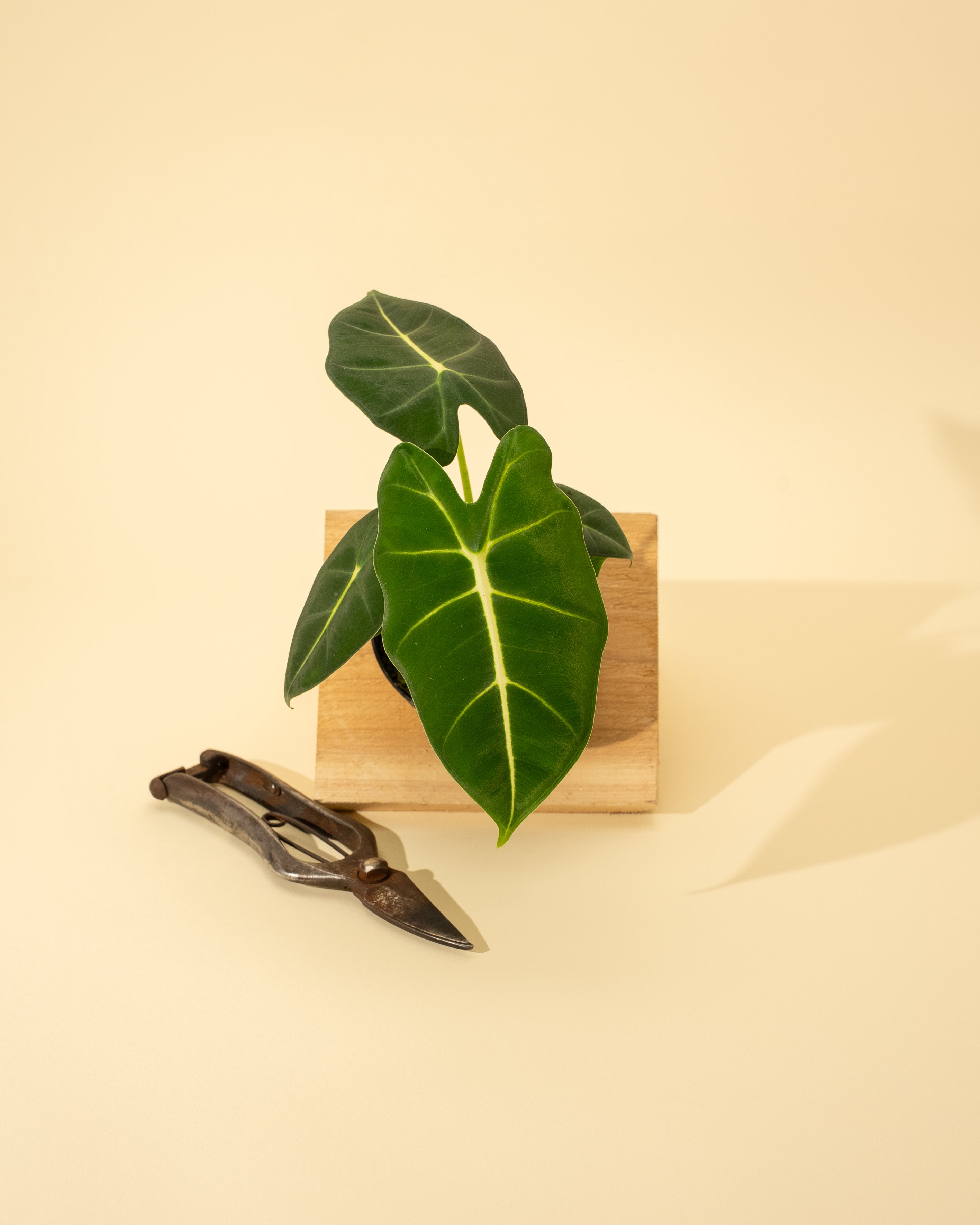 philodendron frydek 4" Alocasia 'Frydek'