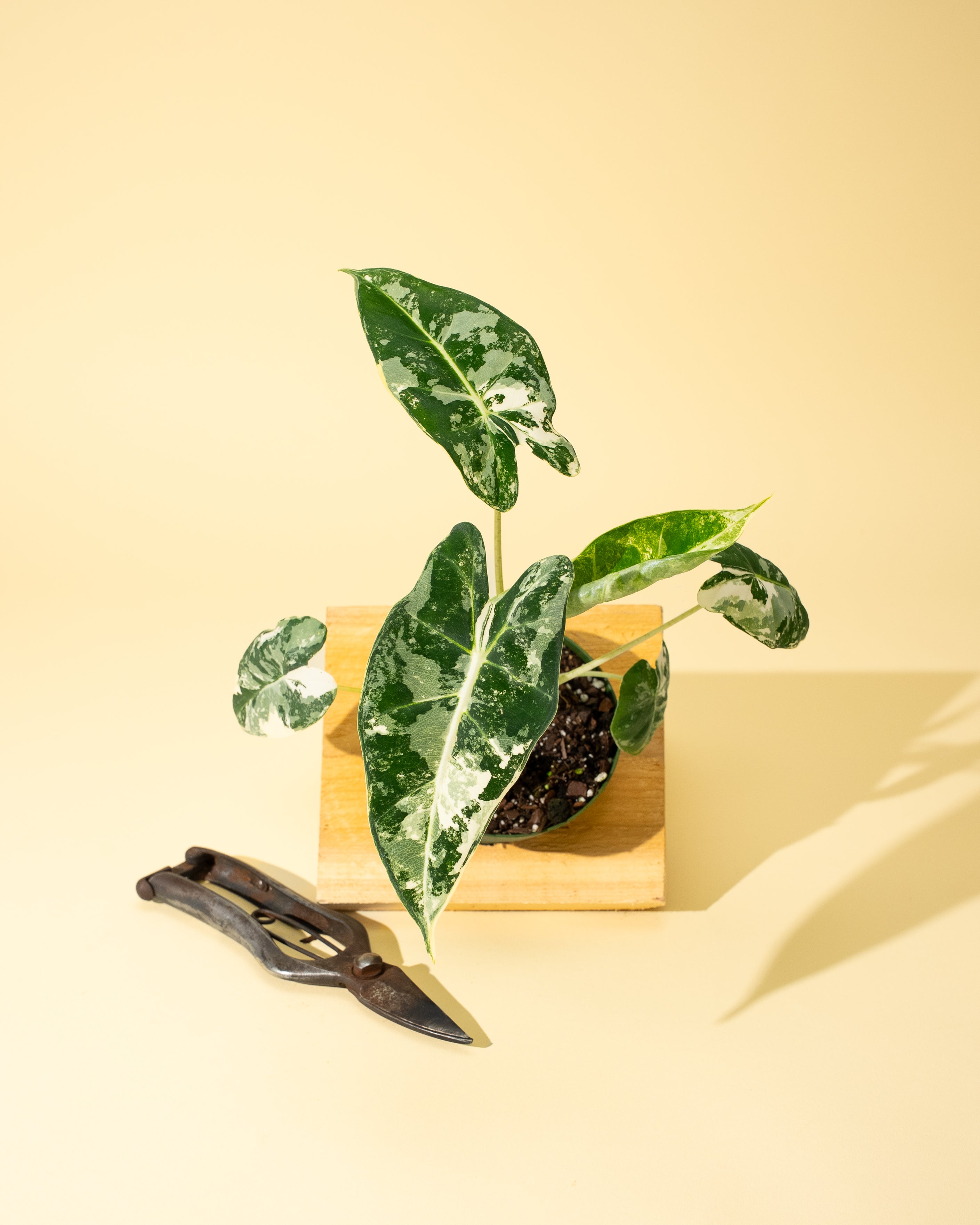 philodendron frydek #79 4" variegated alocasia frydek (Regular)