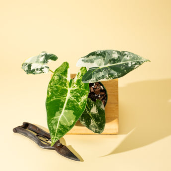 A potted Variegated Alocasia 'Frydek' with arrow-shaped, velvety green leaves splashed with creamy white, placed next to a pair of pruning shears on a beige background.