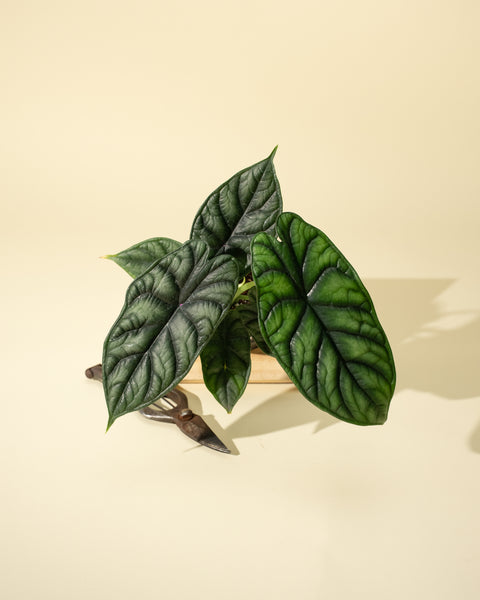 philodendron dragon scale 4" Alocasia 'Green Dragon Scale'