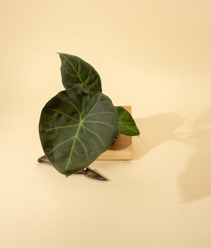 4" Alocasia 'Regal Shield'