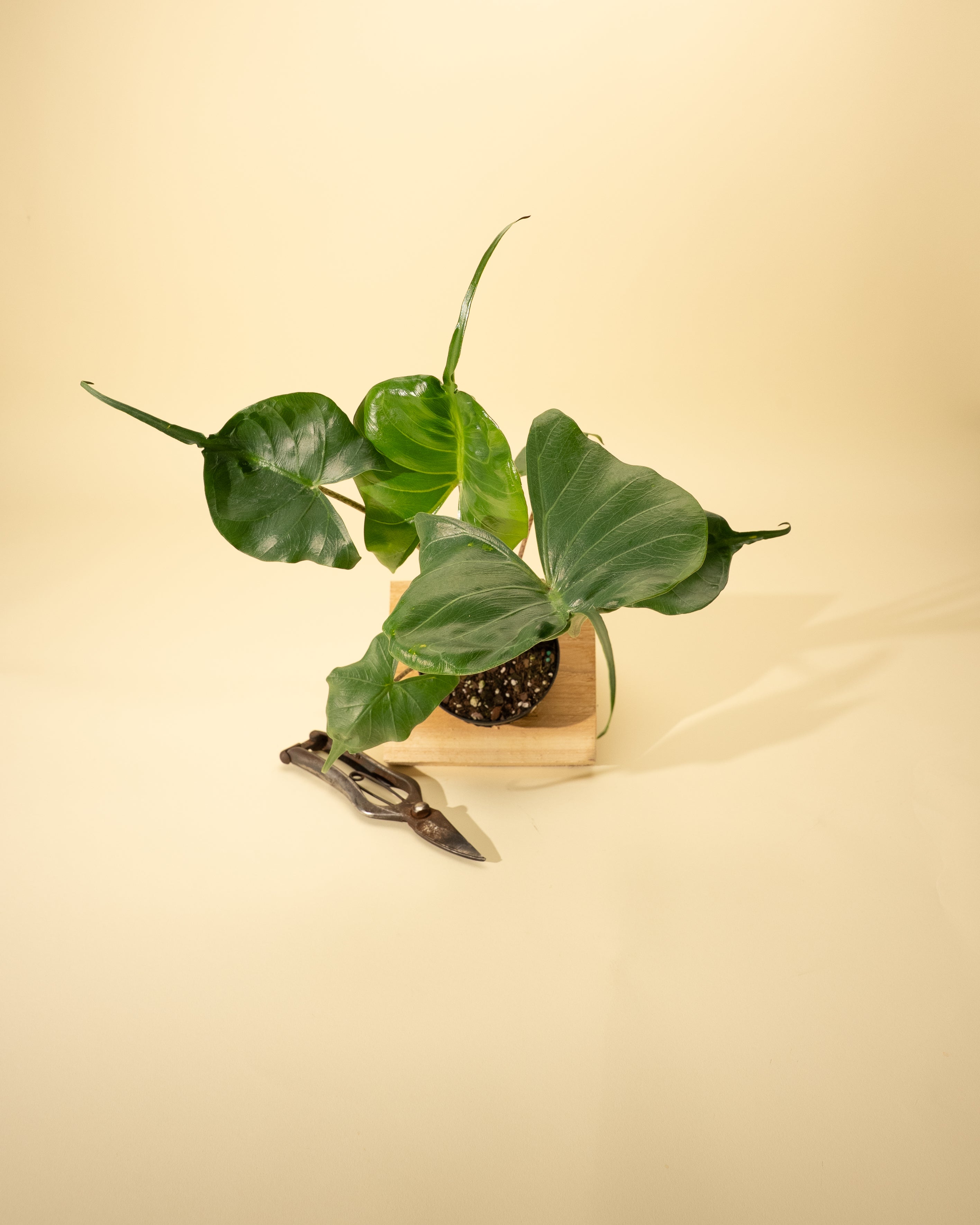 philodendron stingray 4" Alocasia 'Stingray' – BWH Plant Co