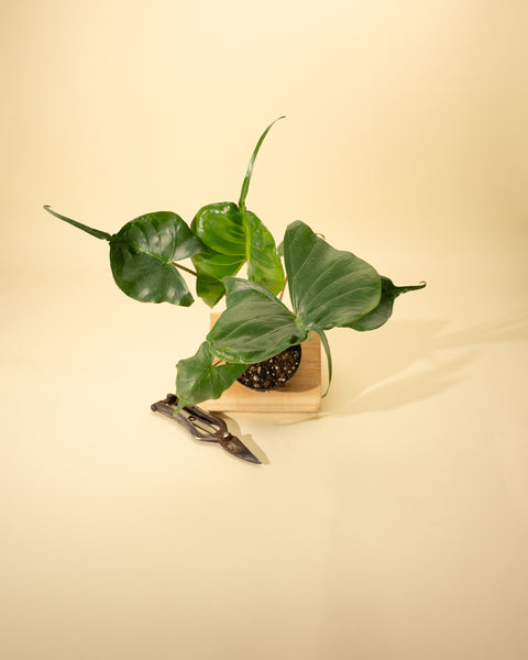 stingray plant care indoors 4