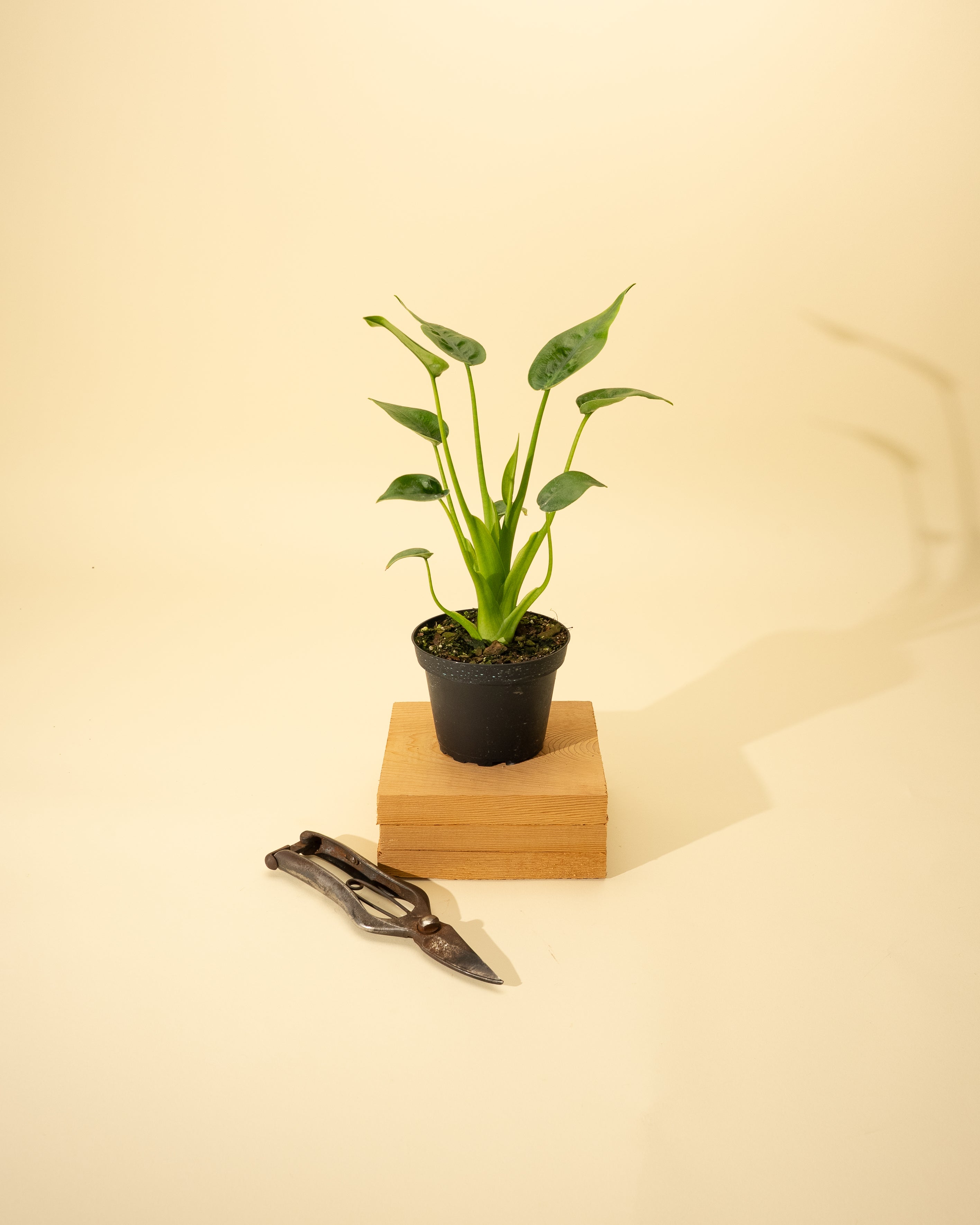 care for tiny dancers elephant ear plant alocasia buddha palm 4" Alocasia 'Tiny Dancer'