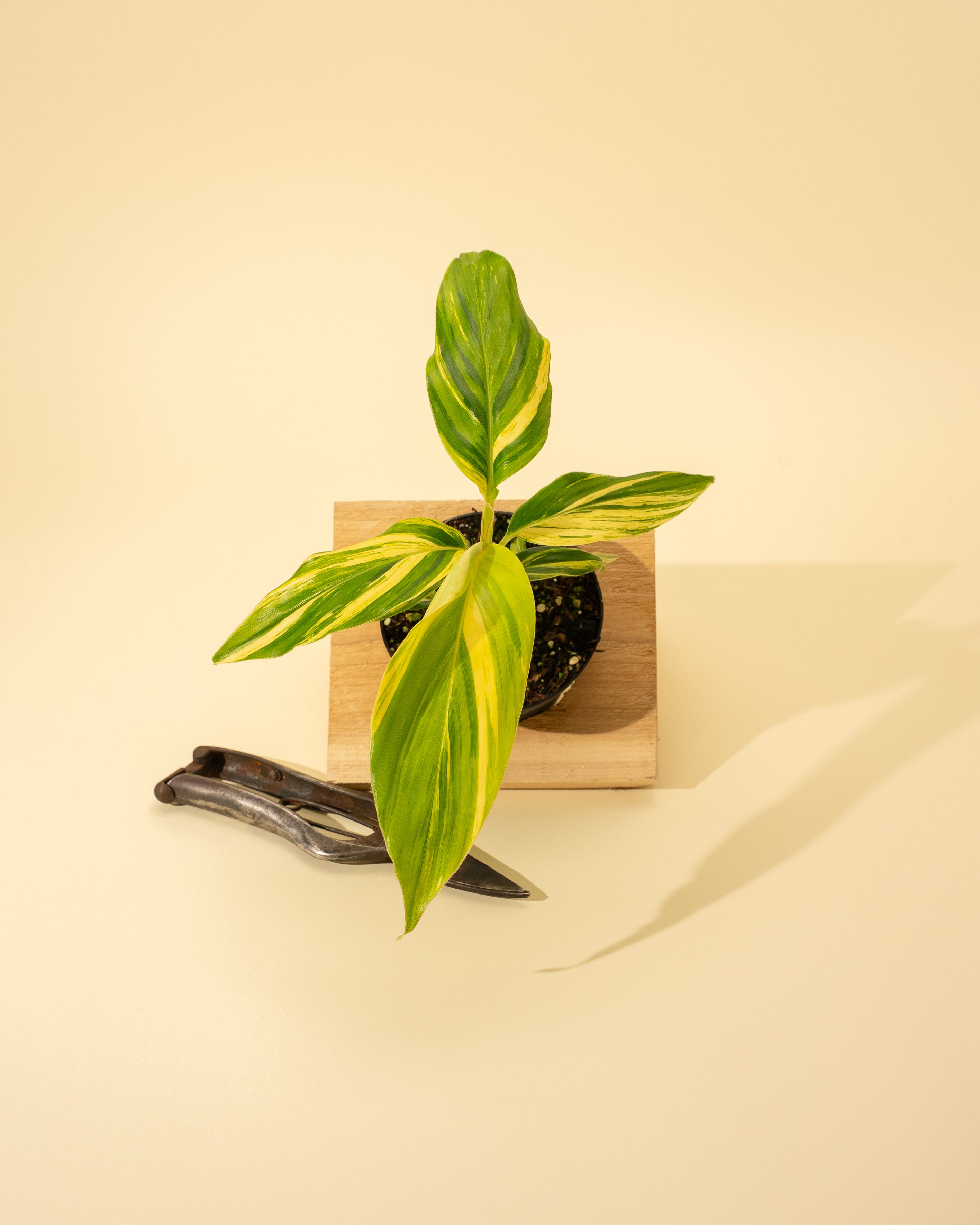 variegated ginger plant care indoor 4" Alpinia Ginger Variegated – BWH Plant Co