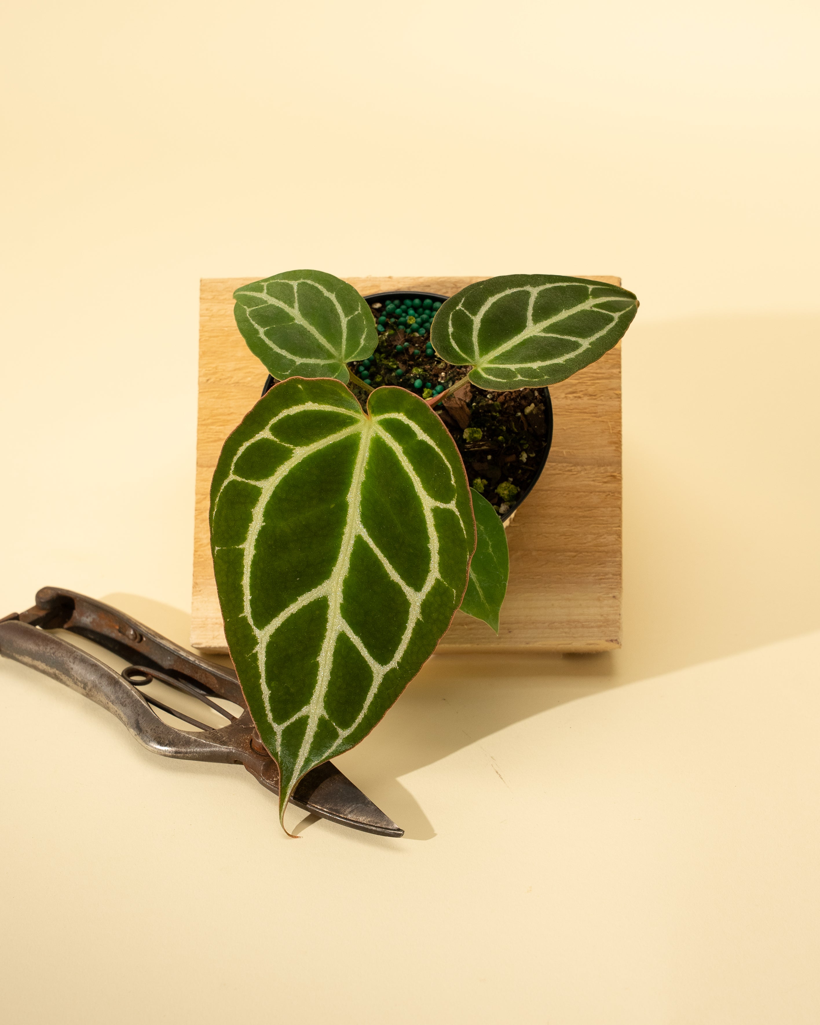 anthurium crystallinum new leaf 4" Anthurium 'Crystallinum'