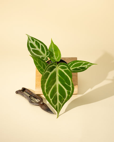grand anthurium 4" Anthurium 'Crystallinum x Silver Blush' – BWH Plant Co