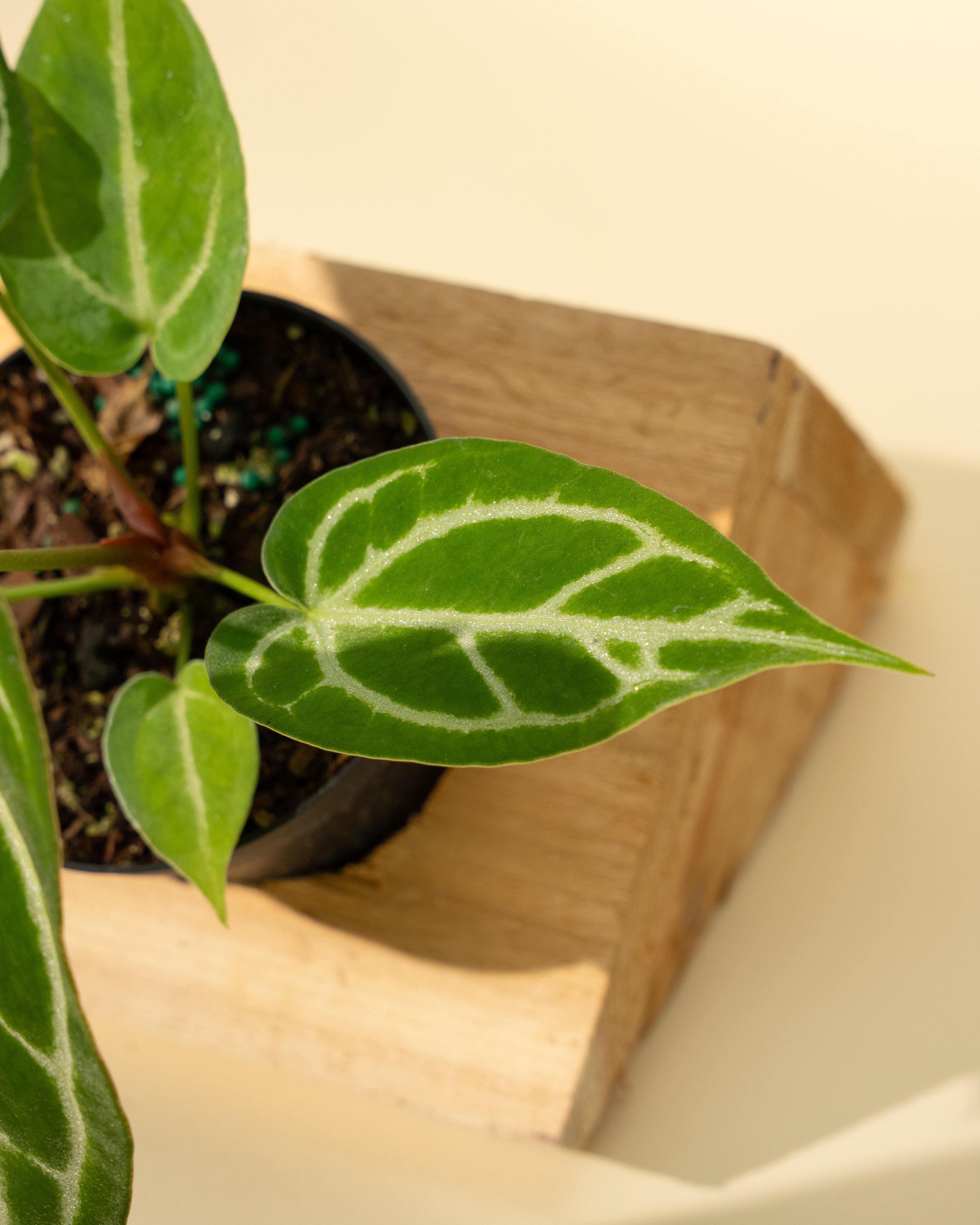 anthurium silver blush vs crystallinum 4" Anthurium 'Crystallinum x Silver Blush'