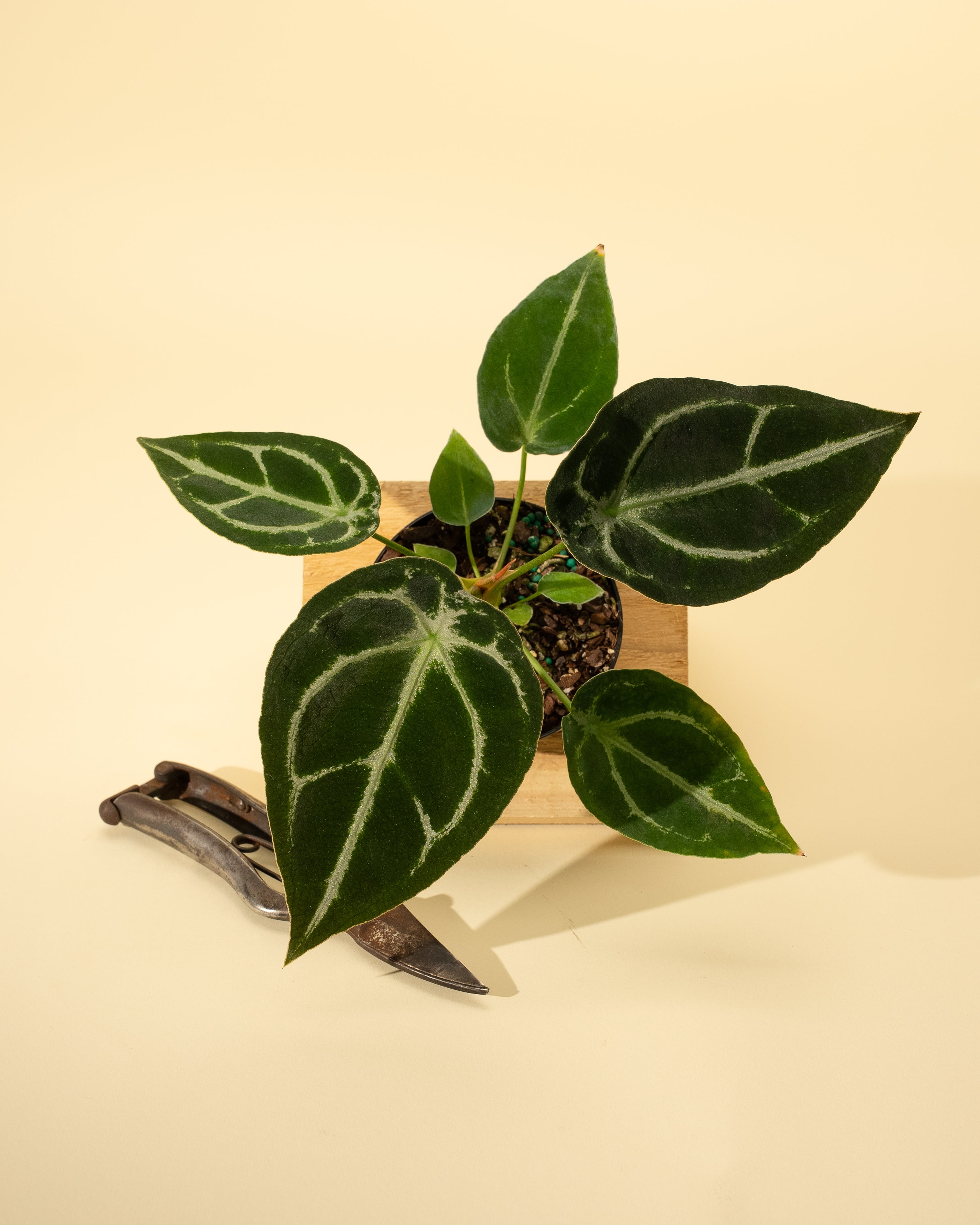 hybrid anthurium 4" Anthurium 'Forgetii Hybrid' – BWH Plant Co