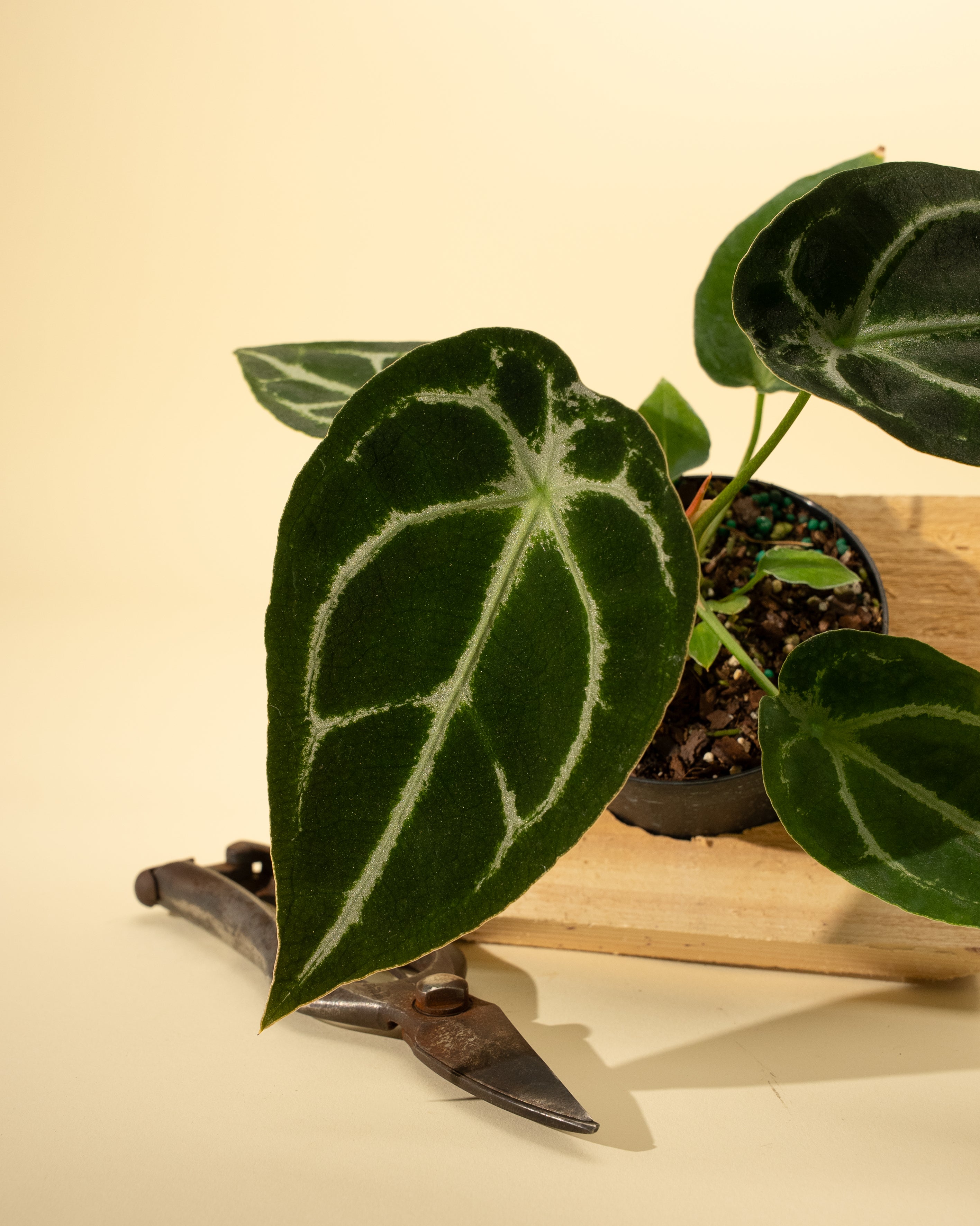 anthurium jungle queen hybrid 4" Anthurium 'Forgetii Hybrid'