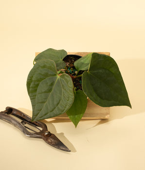 4" Anthurium 'Forgetii x Luxurians'