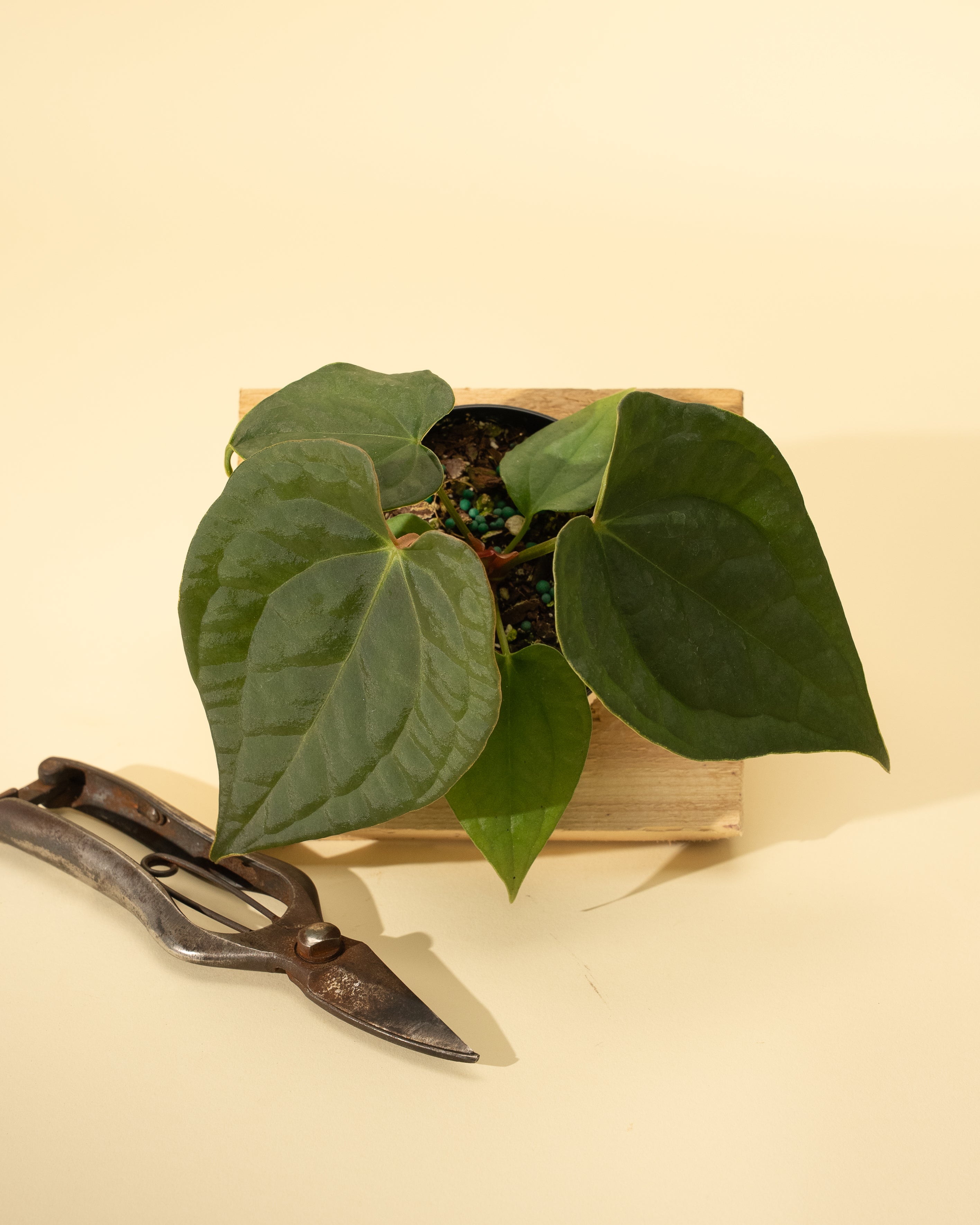 anthurium forgetti 4" Anthurium 'Forgetii x Luxurians' – BWH Plant Co