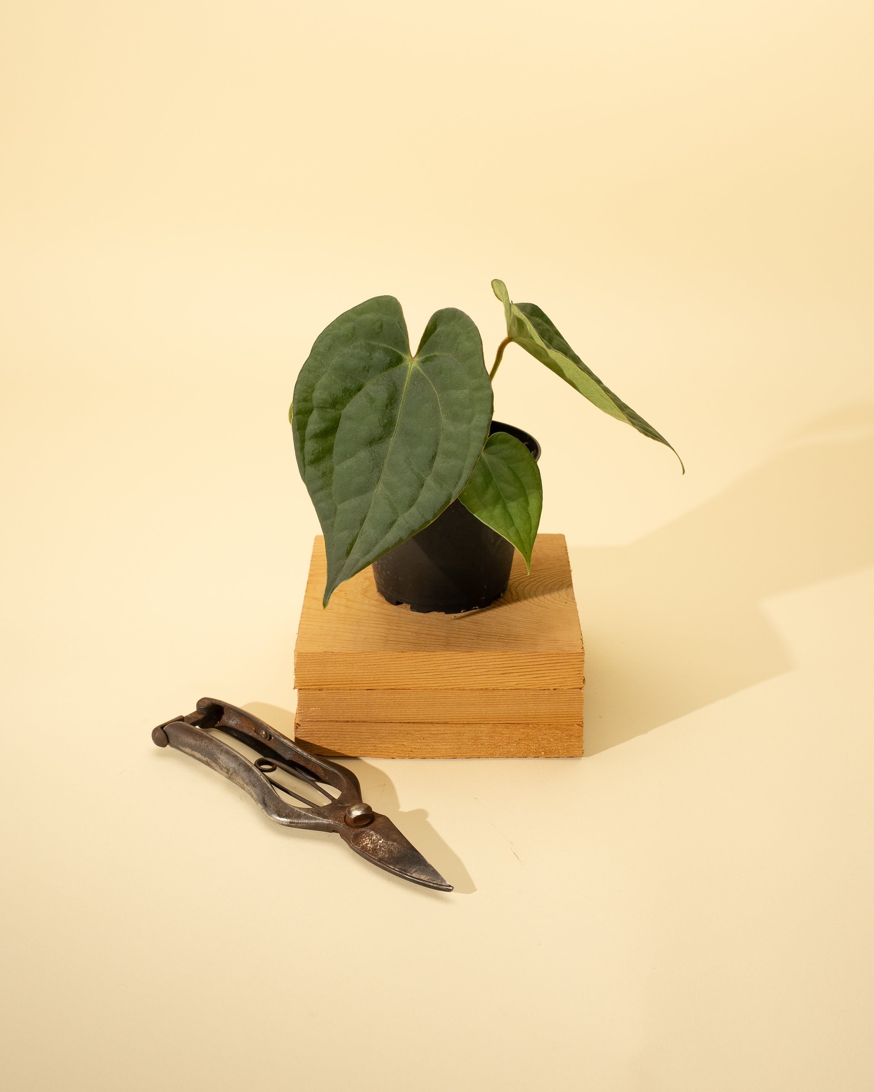 anthurium forgetti for sale 4" Anthurium 'Forgetii x Luxurians'
