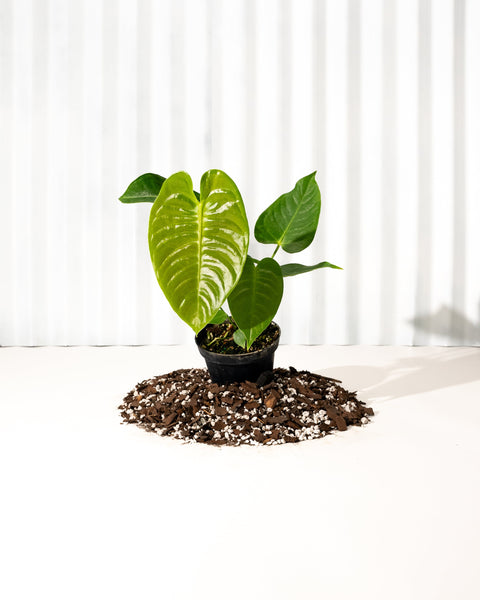 4Anthurium_Veitchii-1_grande.