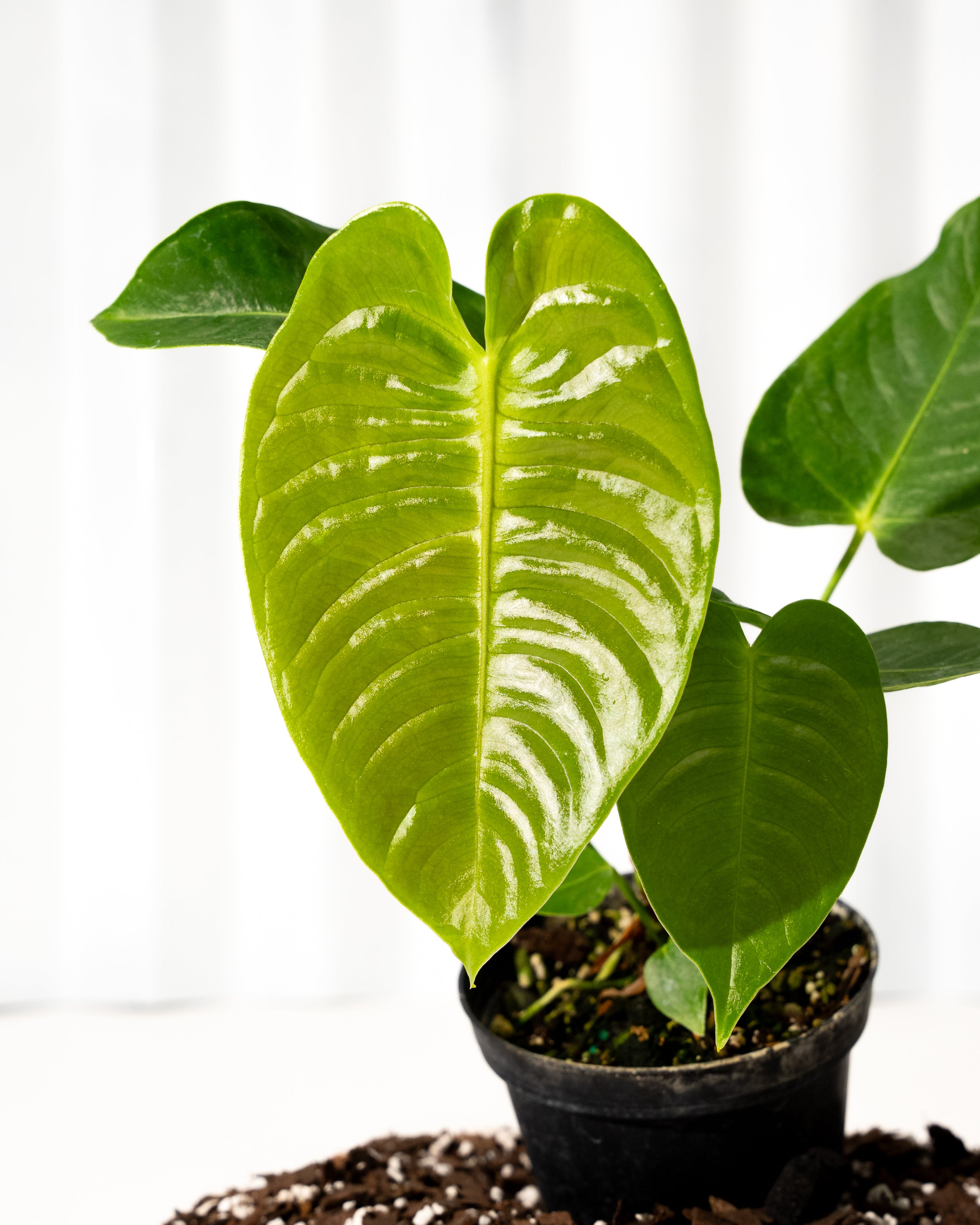 anthurium warocqueanum x veitchii 4" Anthurium 'Veitchii' – BWH Plant Co