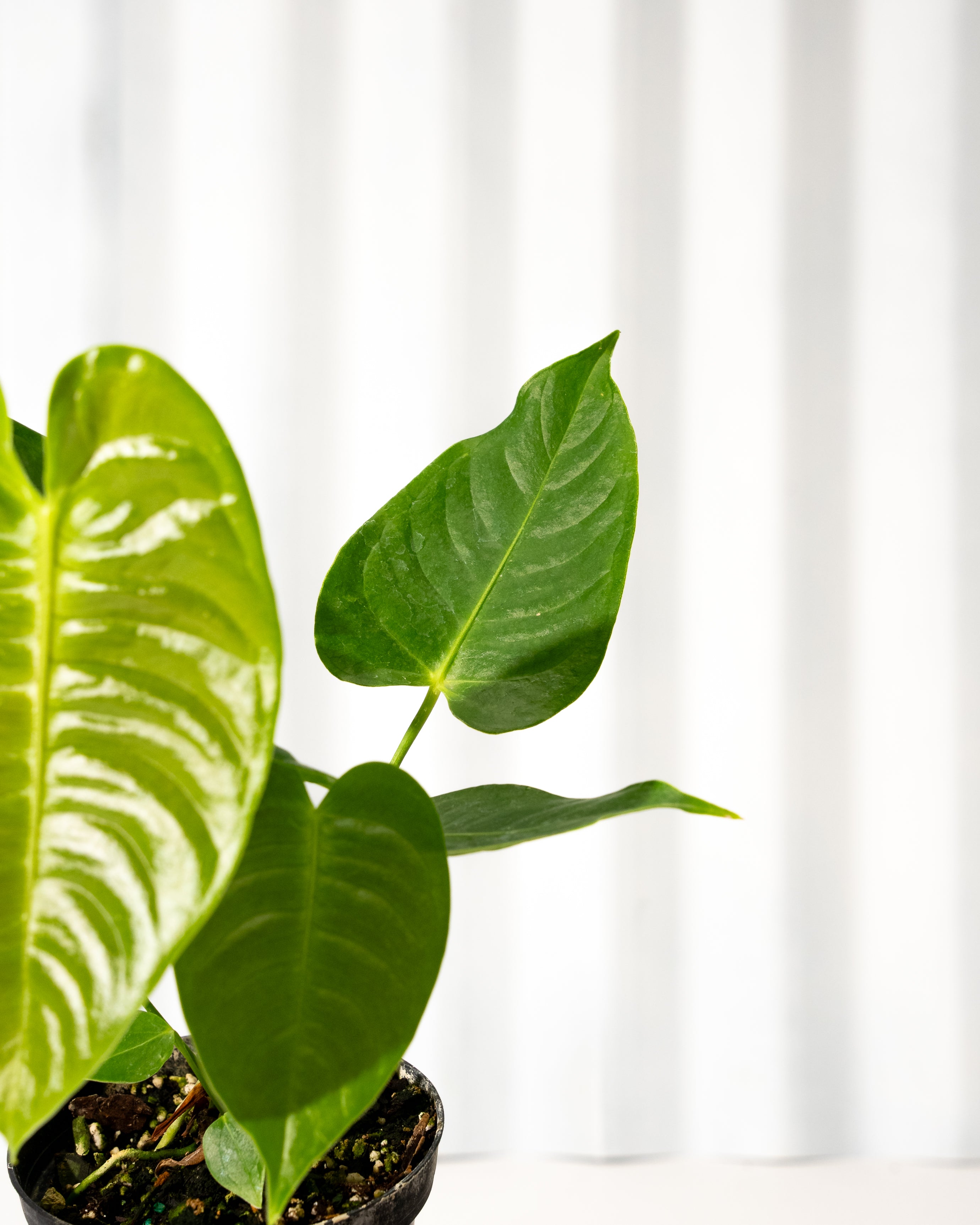 big leaf anthurium 4" Anthurium 'Veitchii' – BWH Plant Co
