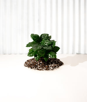 4" Arabica 'Coffee Plant'