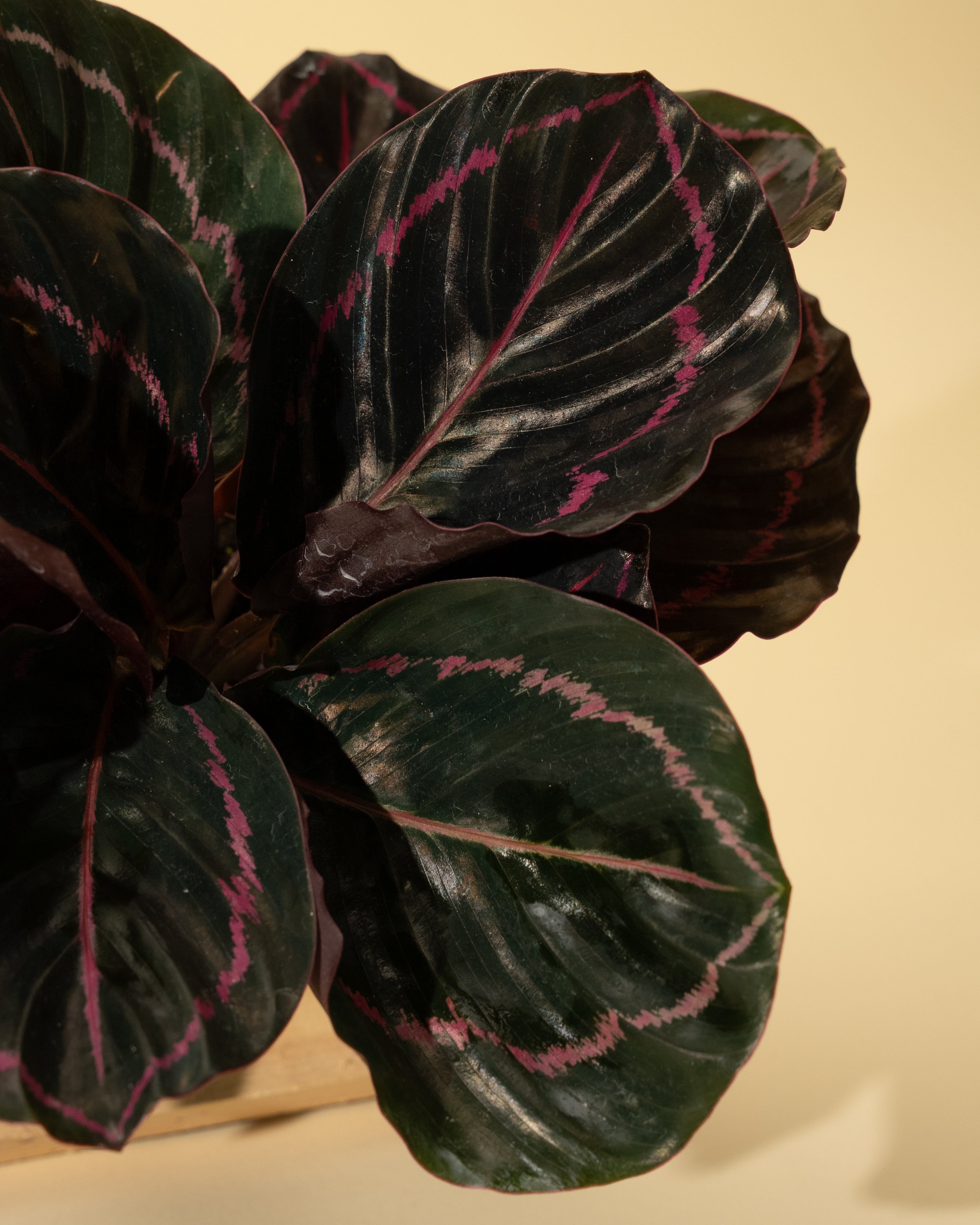 prayer plant dottie 4" Calathea 'Dottie'