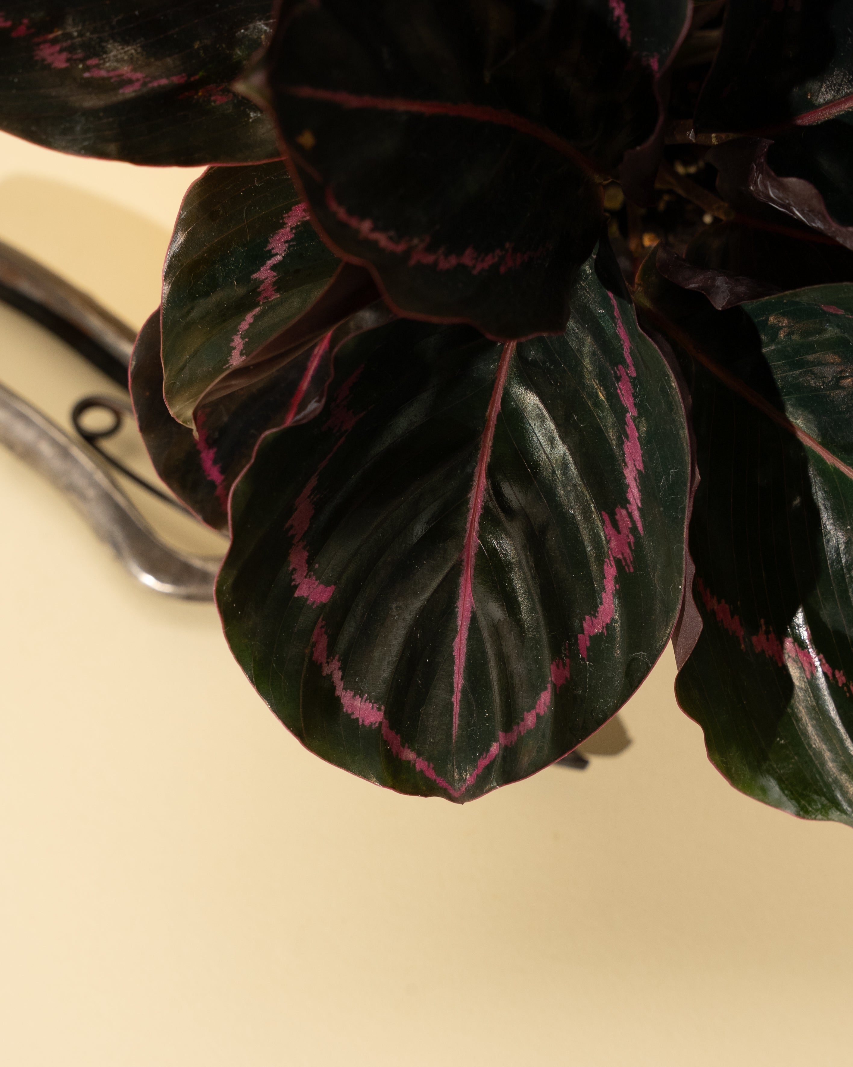prayer plant dottie 4" Calathea 'Dottie'