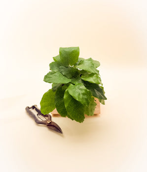 4" Calathea 'Musaica'