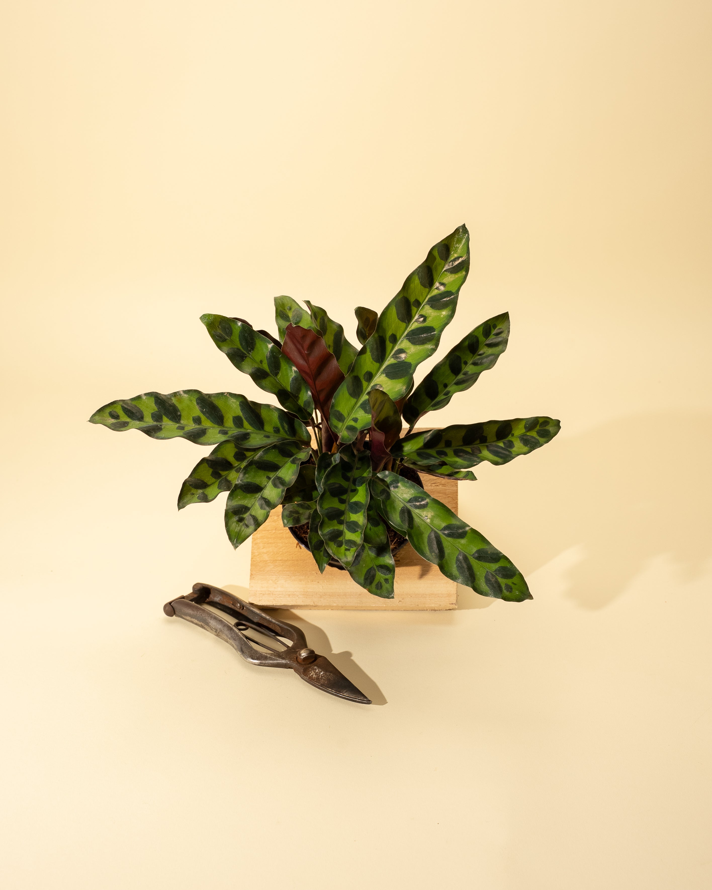 indoor rattlesnake plant 4" Calathea Lancifolia "Rattlesnake"