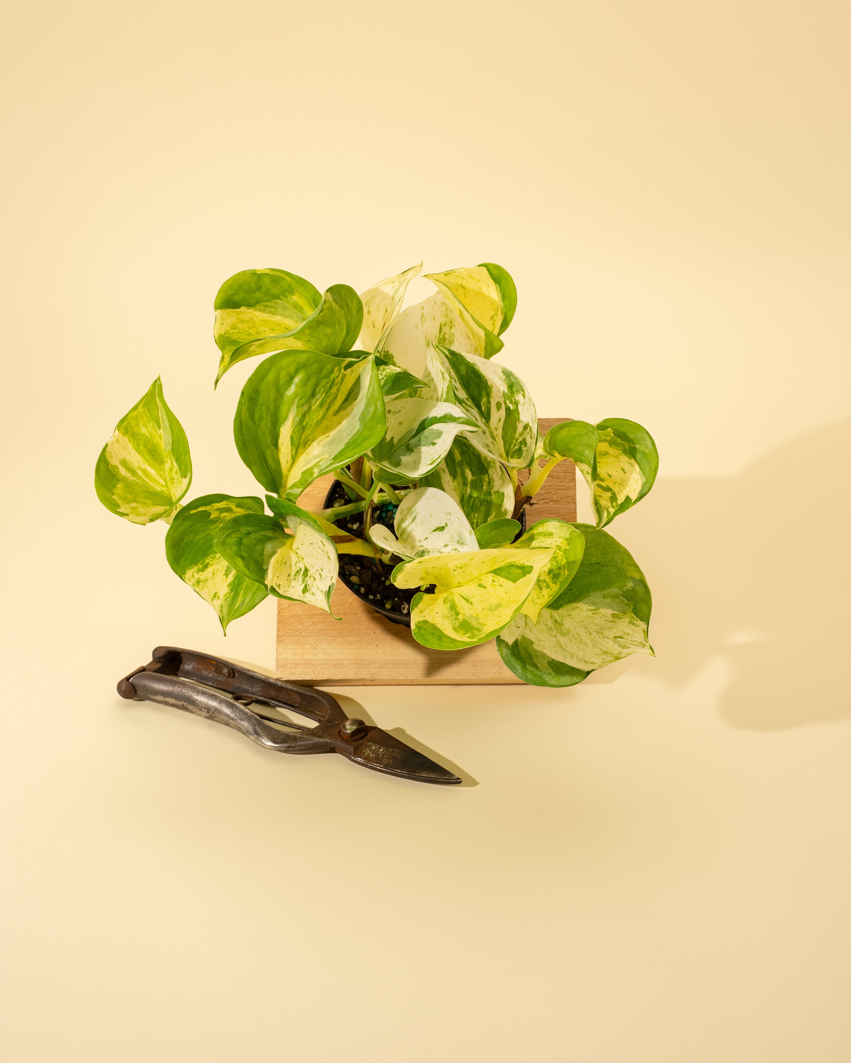 manjula pothos online 4" Epipremnum Aureum 'Manjula Compacta' – BWH Plant Co