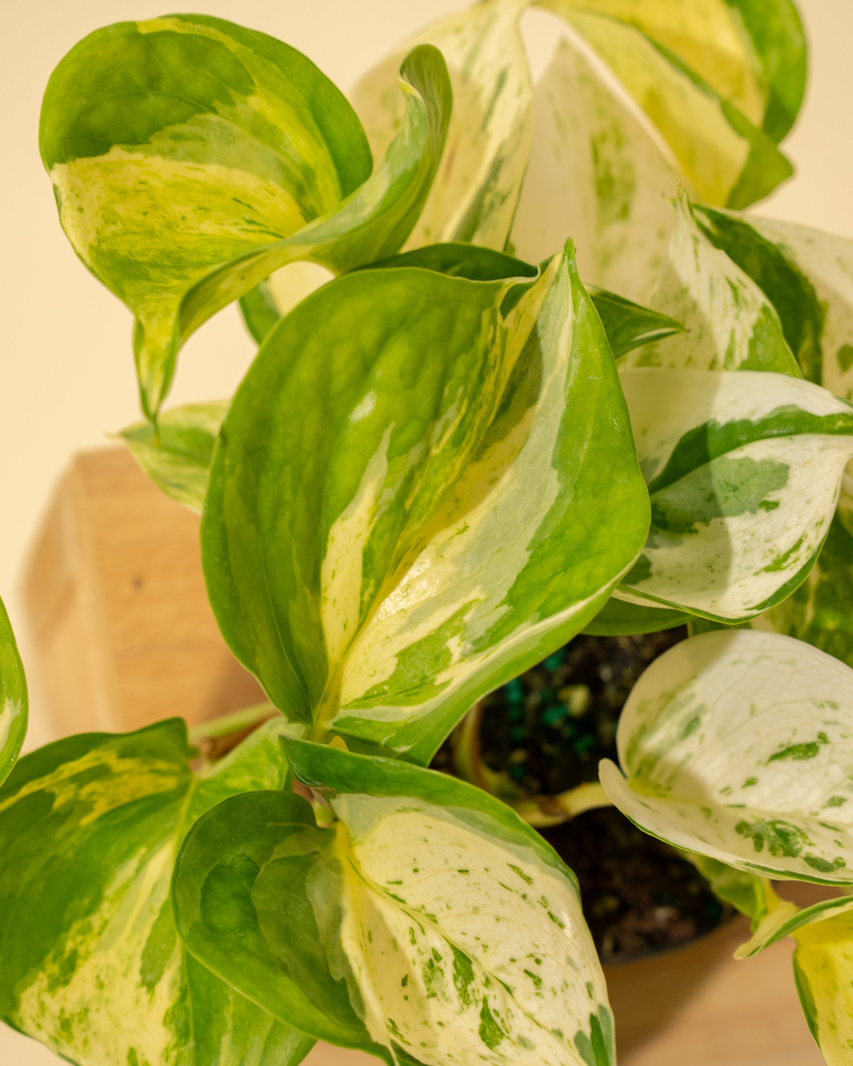 pothos manjula plant 4" Epipremnum Aureum 'Manjula Compacta' – BWH Plant Co