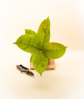 4" Ficus 'Shivereana'