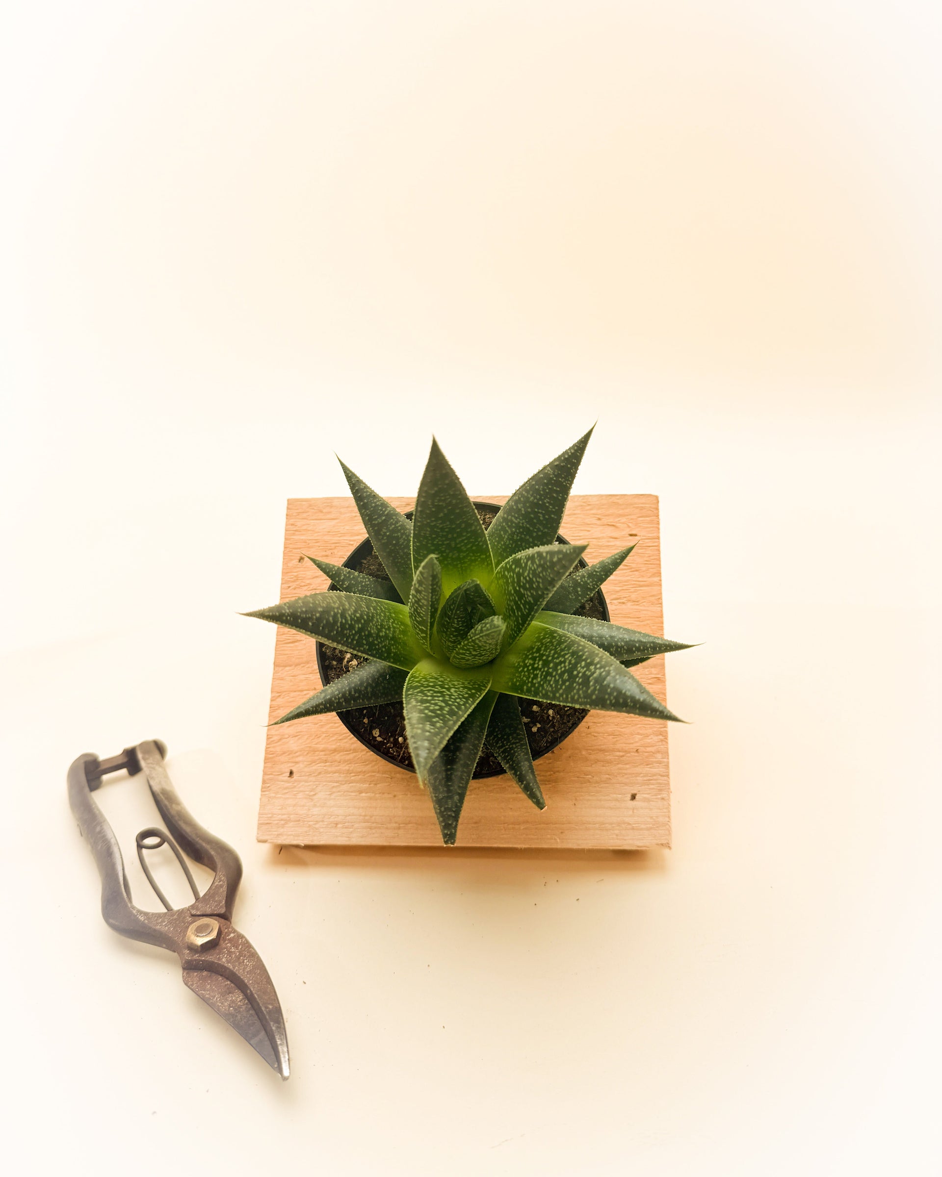 wolfgang succulent 4" Gasteria 'Royal Wolfgang'