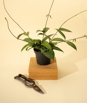 A potted Hoya 'Pottsii' plant with thick, succulent leaves, placed on a wooden surface, with a pair of pruning shears next to it.