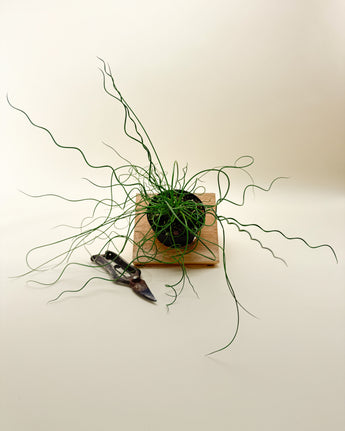Plants in a pot on a wooden board with shears on a light background