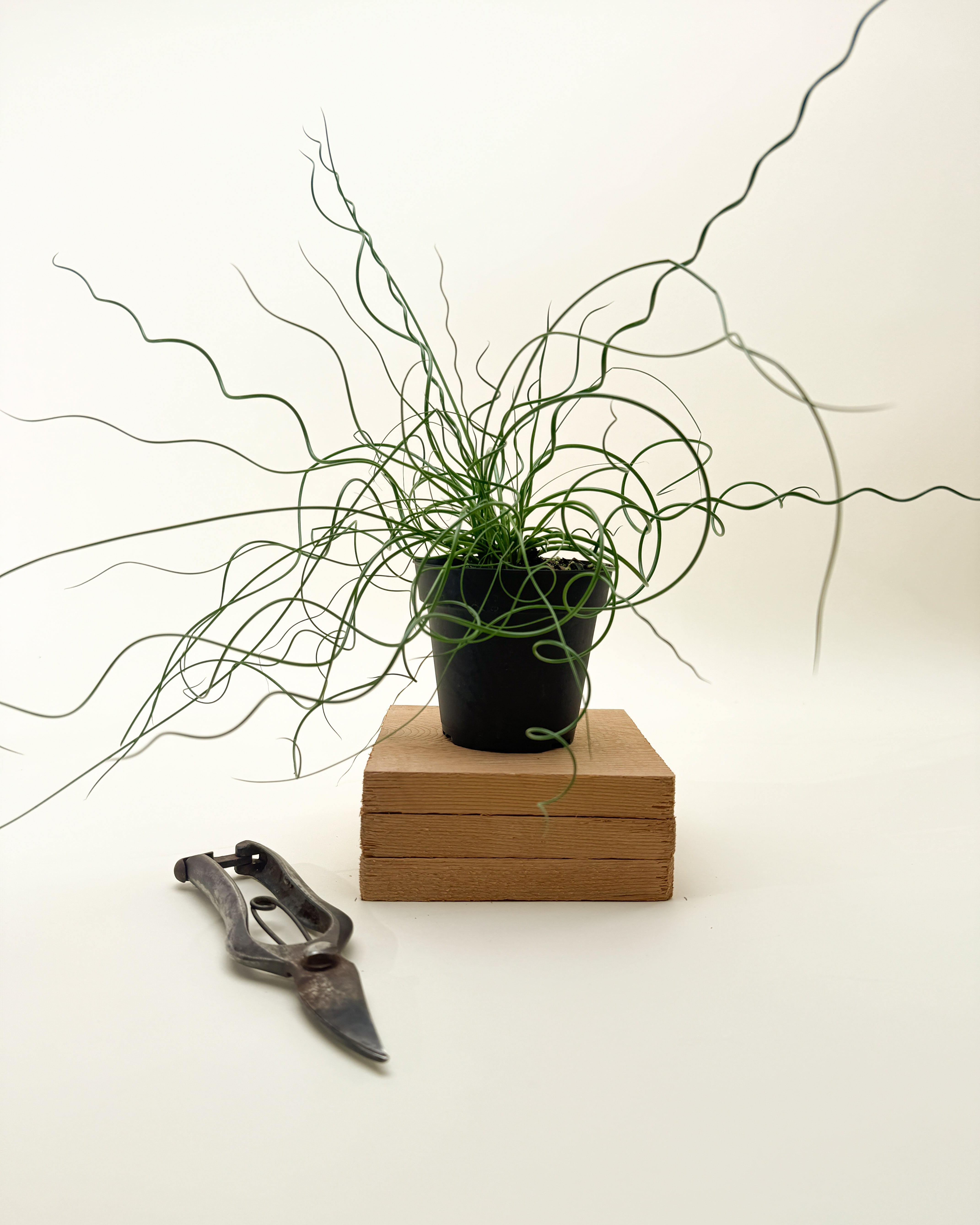 corkscrew succulent 4" Juncus 'Spiralis Twister' (Corkscrew Plant) – BWH Plant Co