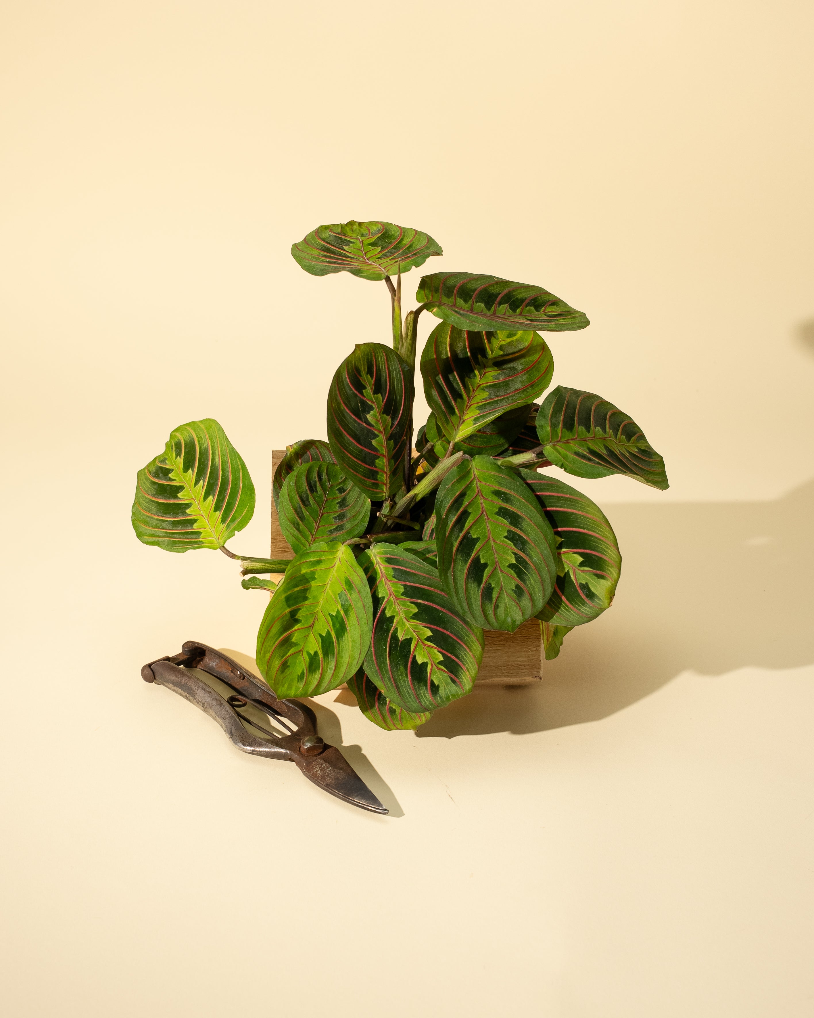 maranta leuconeura cv prayer plant 4" Maranta Leuconeura Red 'Prayer Plant' – BWH Plant Co
