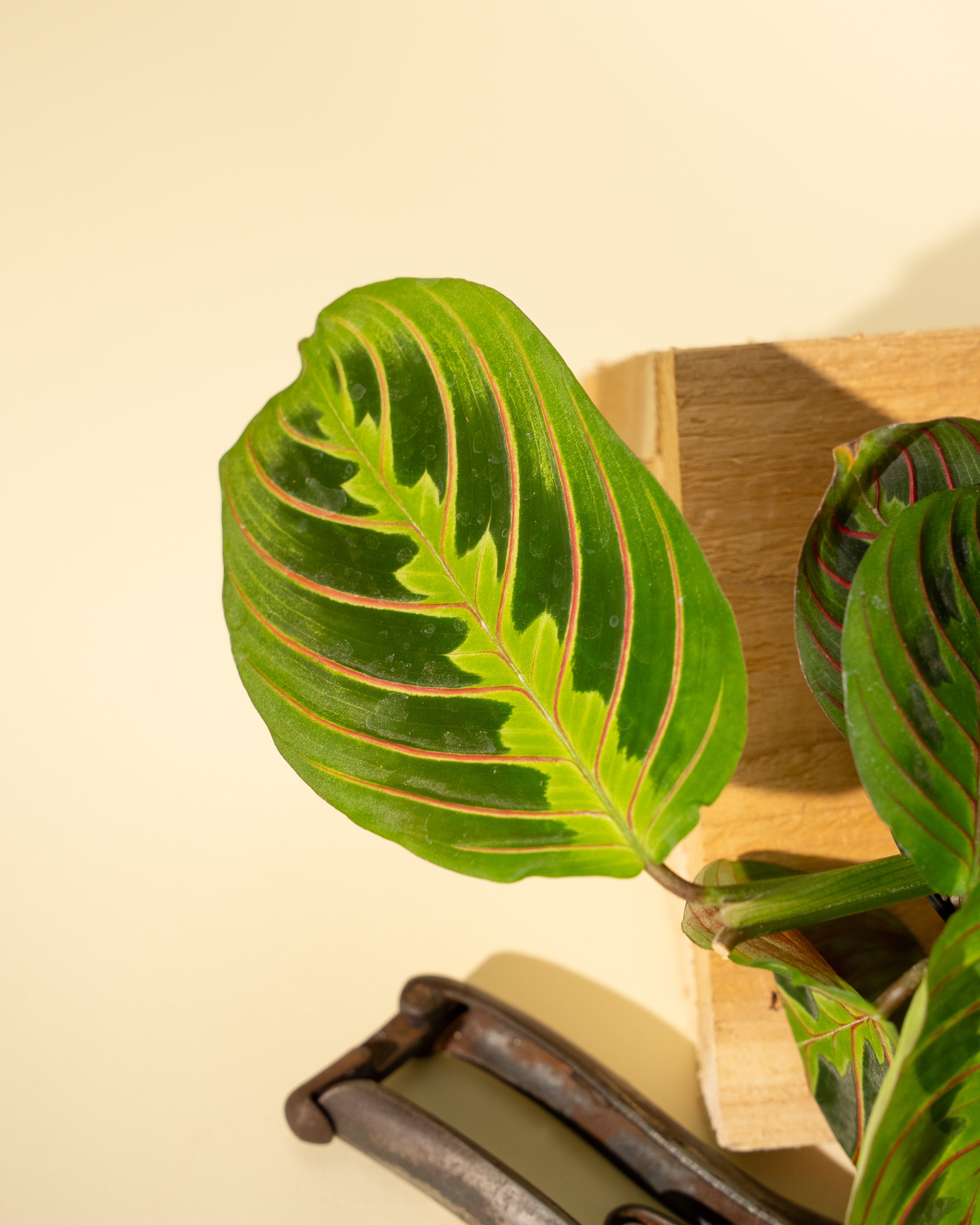 red prayer plant yellow leaves 4" Maranta Leuconeura Red 'Prayer Plant' – BWH Plant Co