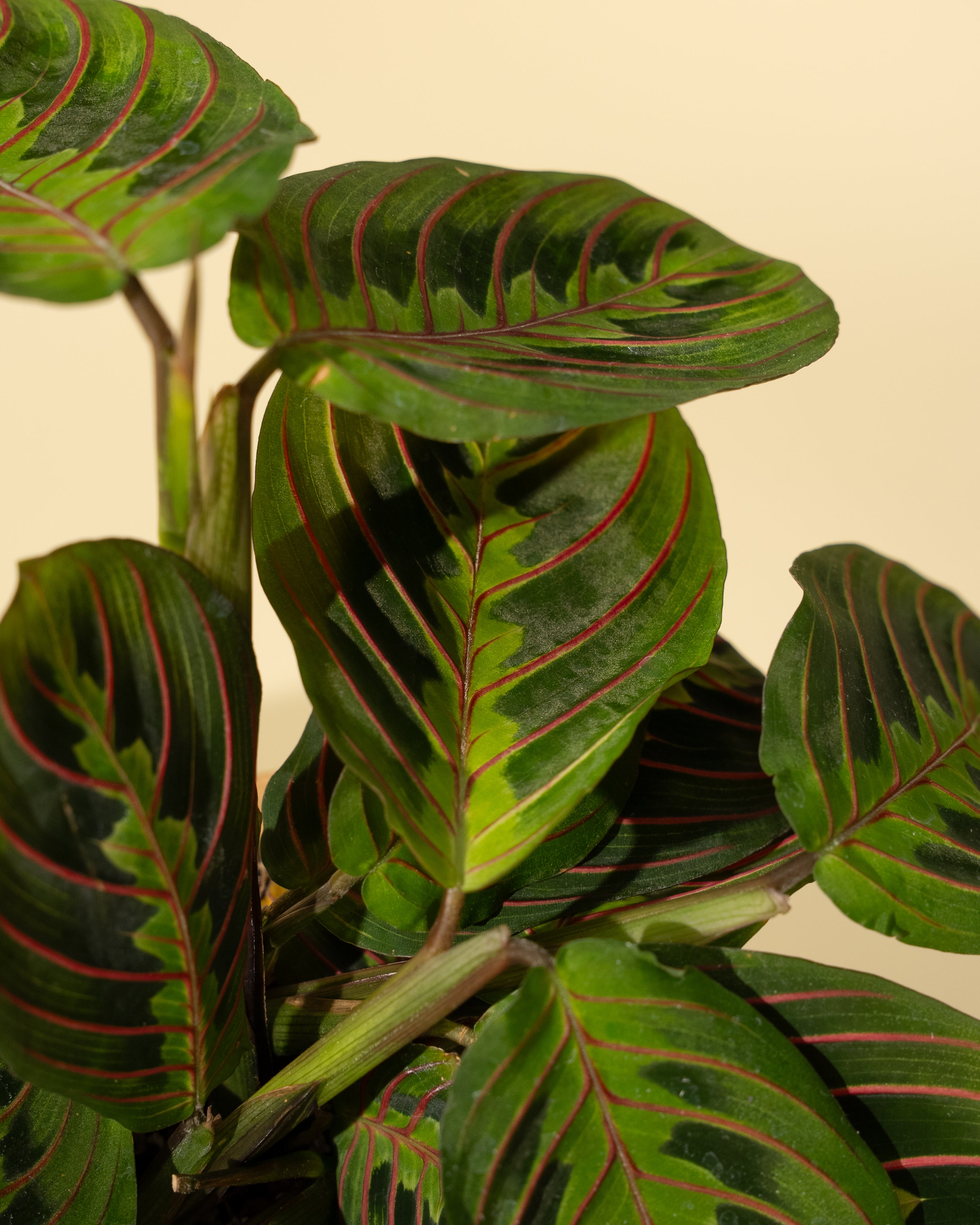 red leaf prayer plant 4" Maranta Leuconeura Red 'Prayer Plant'