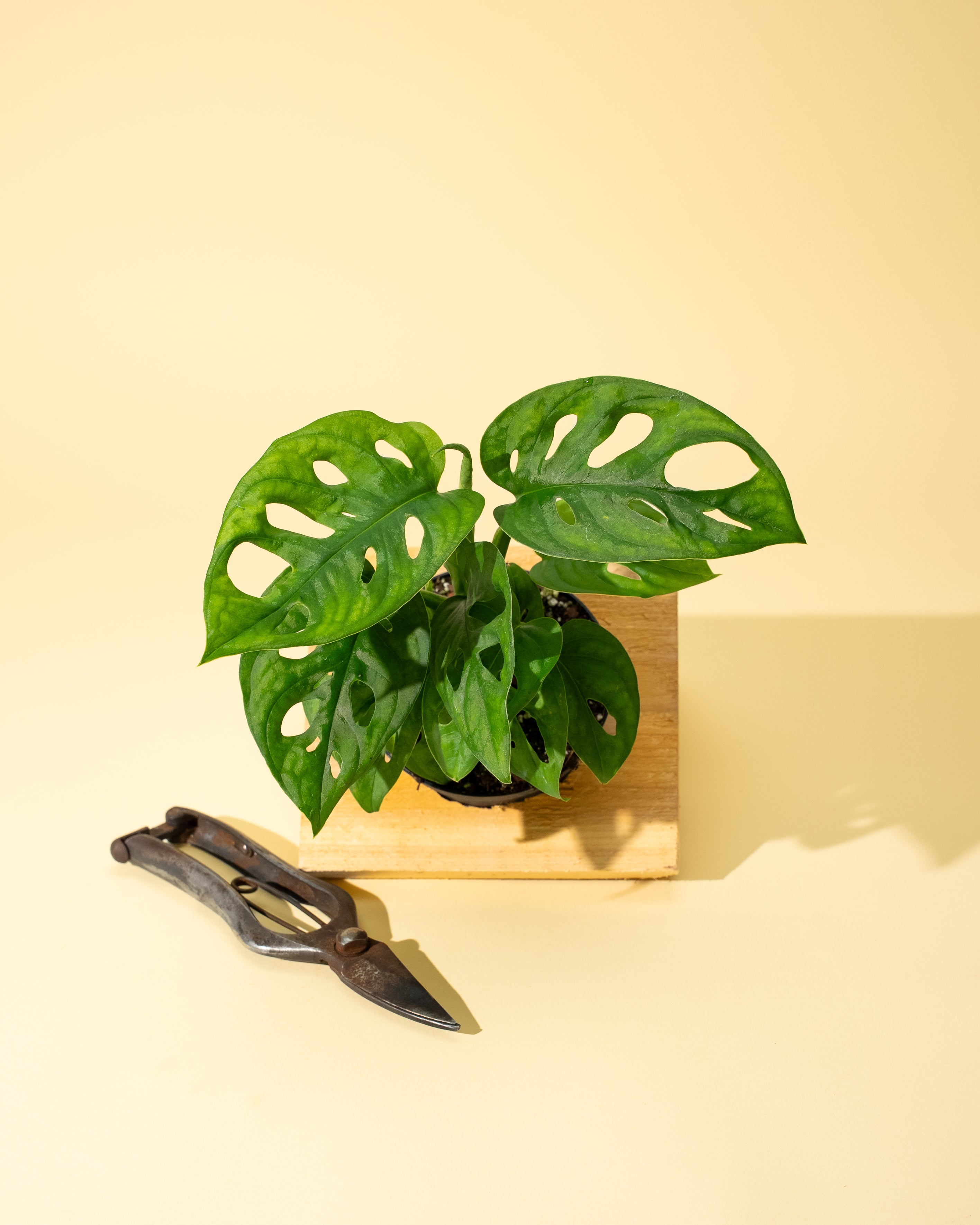 monstera adansonii wide leaf 4" Monstera Adansonii 'Swiss Cheese' (Wide Form) – BWH Plant Co