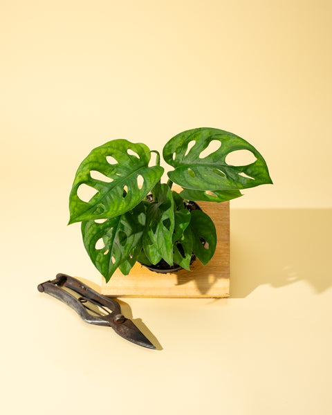 monstera adansonii grande 4" Monstera Adansonii 'Swiss Cheese' (Wide Form)