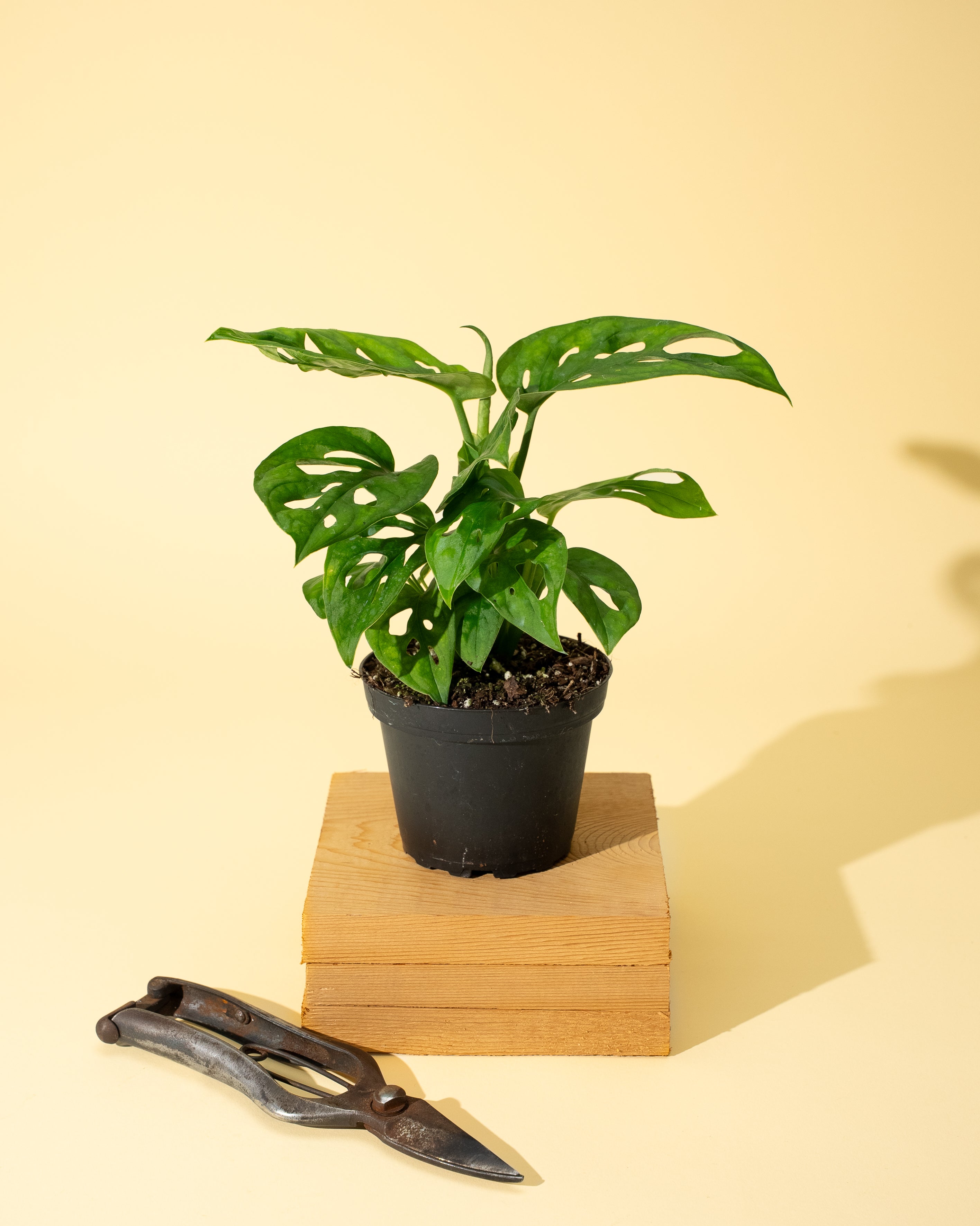 swiss cheese plant black leaves 4" Monstera Adansonii 'Swiss Cheese' (Wide Form) – BWH Plant Co