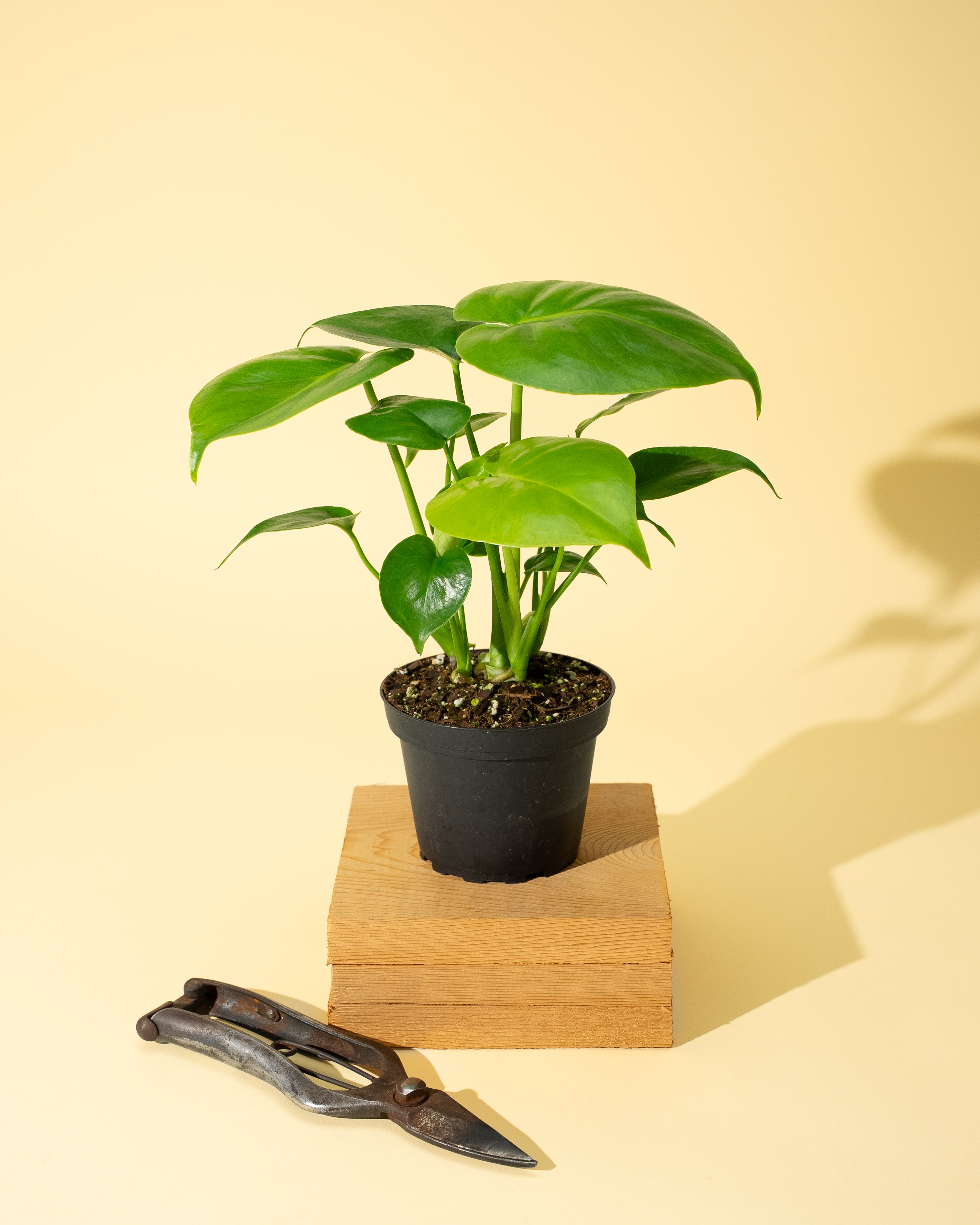 monstera plant co 4" Monstera 'Deliciosa'